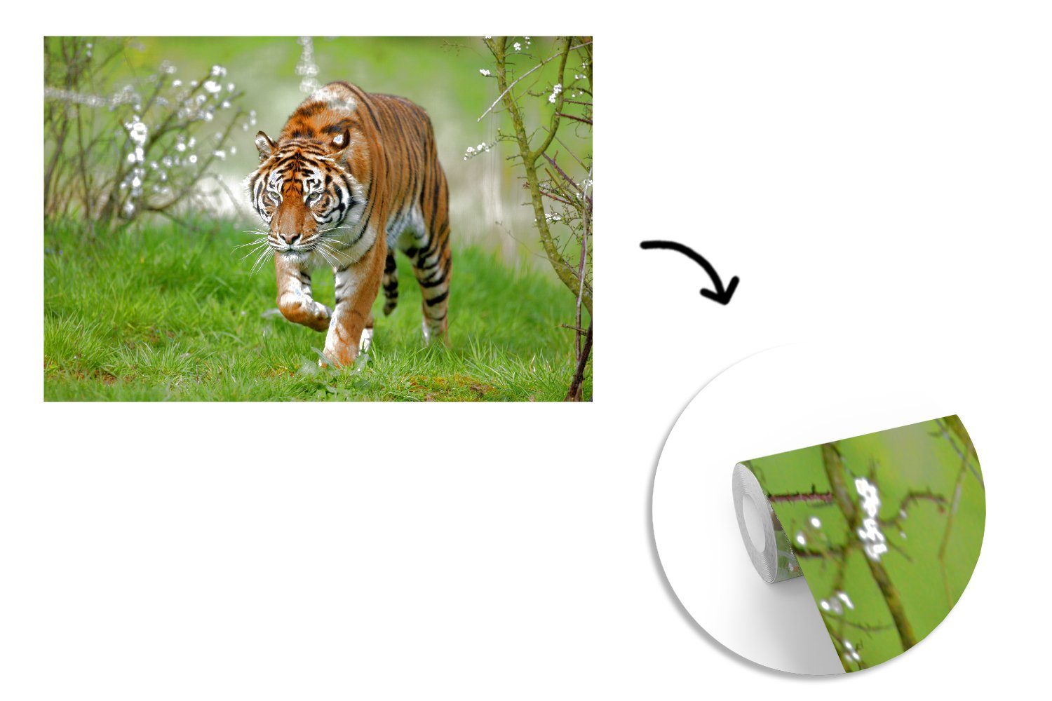 Tapete Sumatra-Tigers, Schlafzimmer, bedruckt, (6 Nahaufnahme MuchoWow Fototapete Kinderzimmer, eines Vinyl für St), Matt, Wohnzimmer, Wallpaper
