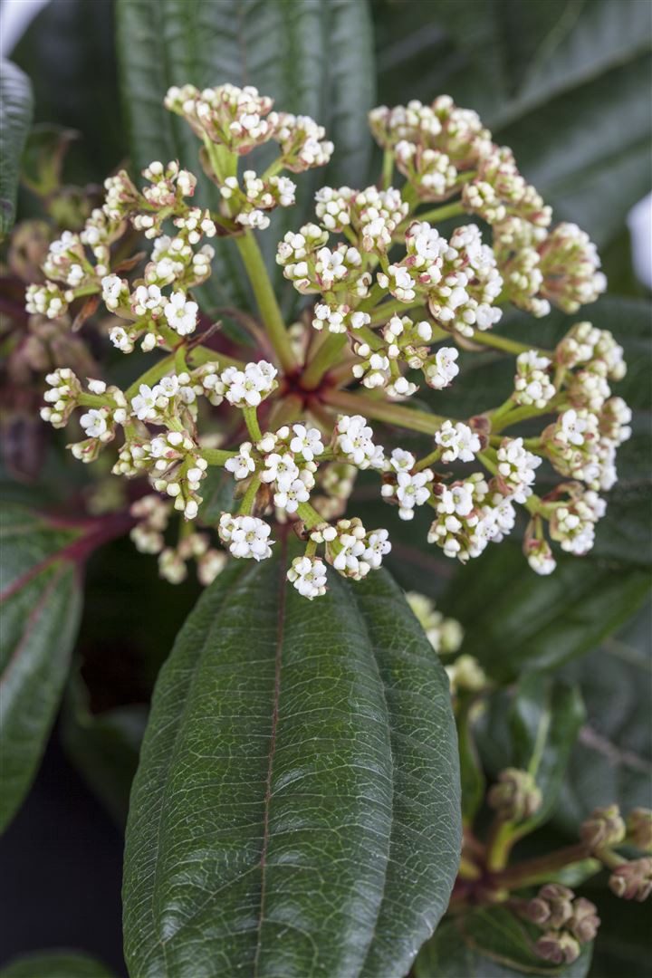 Pflanzen für Dich Gehölze Viburnum davidii, 1 St., David-Schneeball, Immergrüner Schneeball