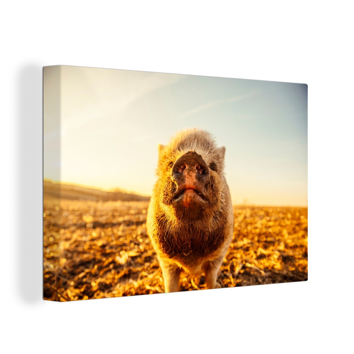 OneMillionCanvasses® Leinwandbild Sonne - Hängendes Schwein - Schwein, (1 St), Wandbild Leinwandbilder, Aufhängefertig, Wanddeko, 30x20 cm