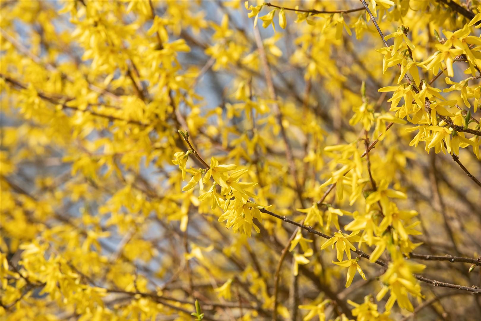Pflanzen für Dich Gehölze Forsythia Maree d'Or, 1 St., Goldglöckchen, Forsythie, Goldflieder