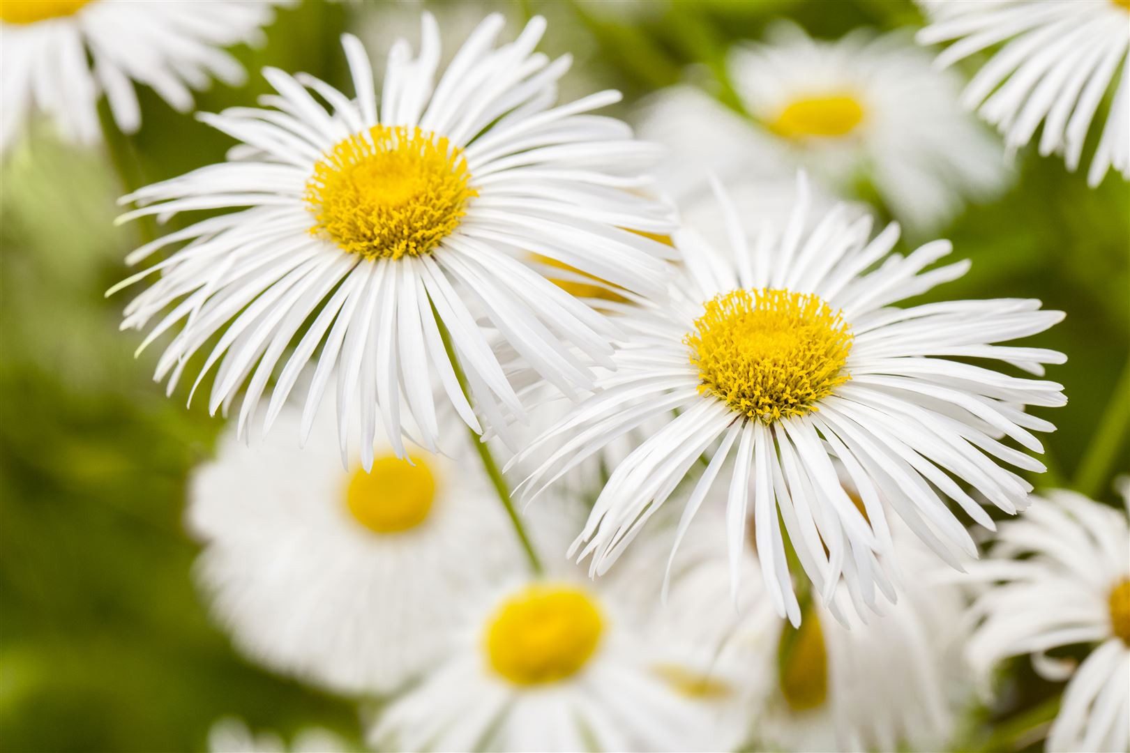 Pflanzen für Dich Staude Erigeron 'Sommerneuschnee', 1 St., Feinstrahl, Sommerneuschnee