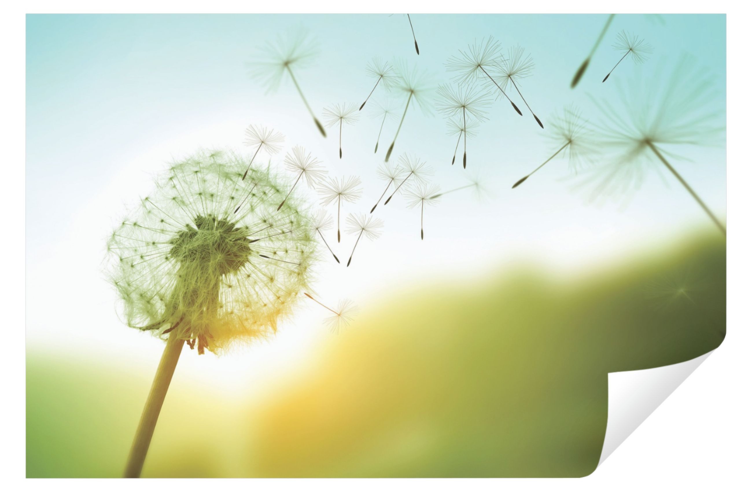 Wallarena Fototapete Pusteblume Blumen Natur Wiese günstig online kaufen