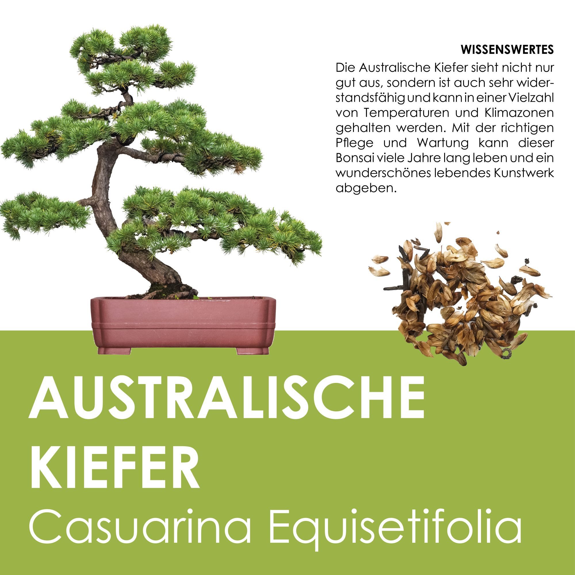 HappySeed Blumensamen GROW2GO Bonsai Starter Kit inkl. GRATIS eBook - Australische Kiefer, Bonsai – Bild 5 von 5