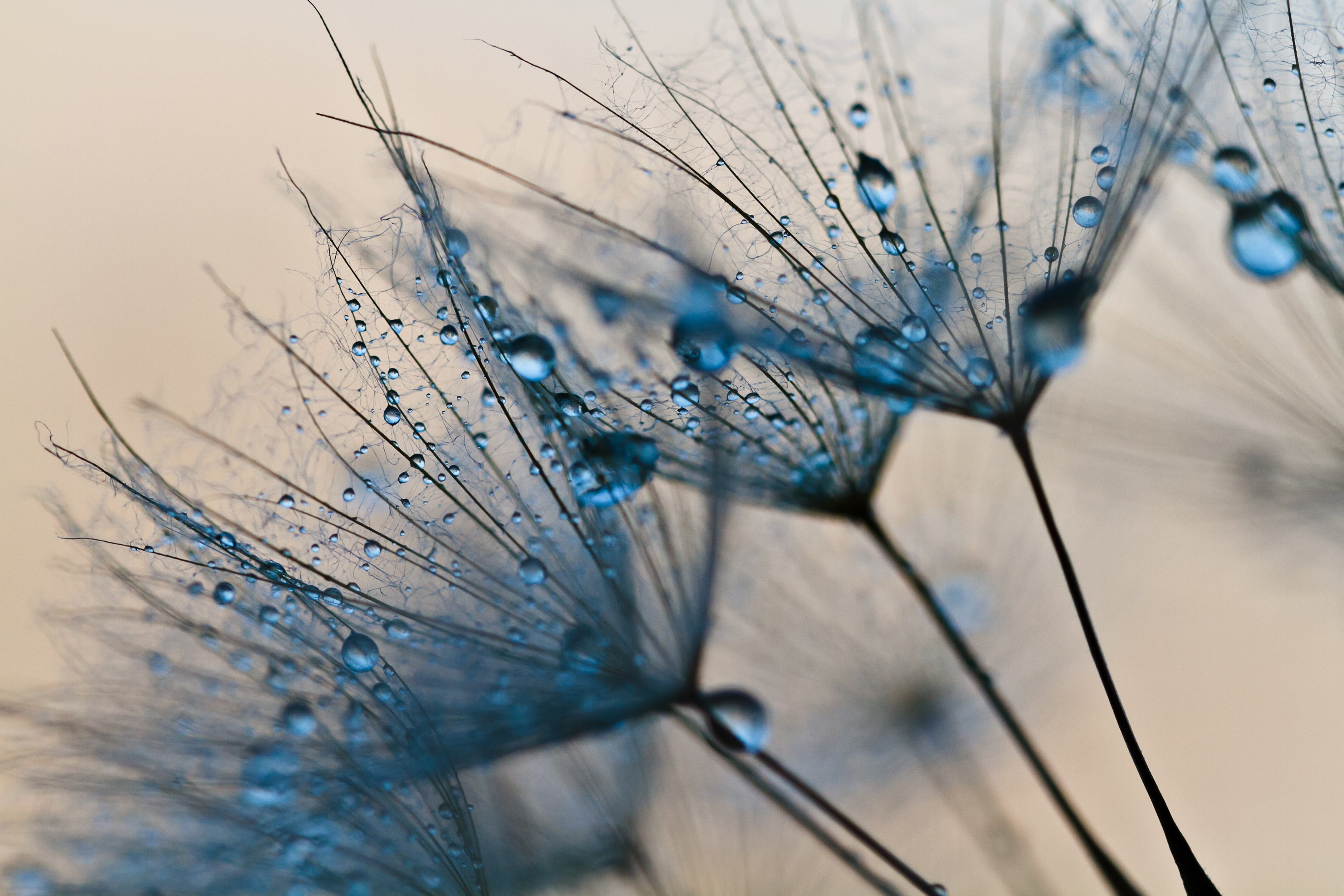 Papermoon Fototapete Abstract Dandelions, glatt günstig online kaufen
