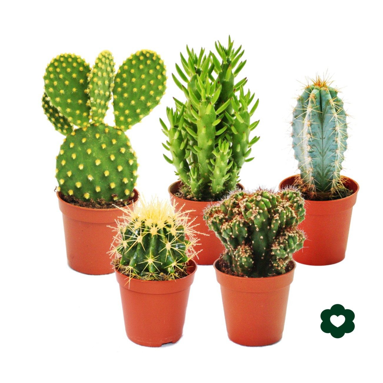 Kaktus 5 verschiedene Kakteen im Set - 5,5cm Topf