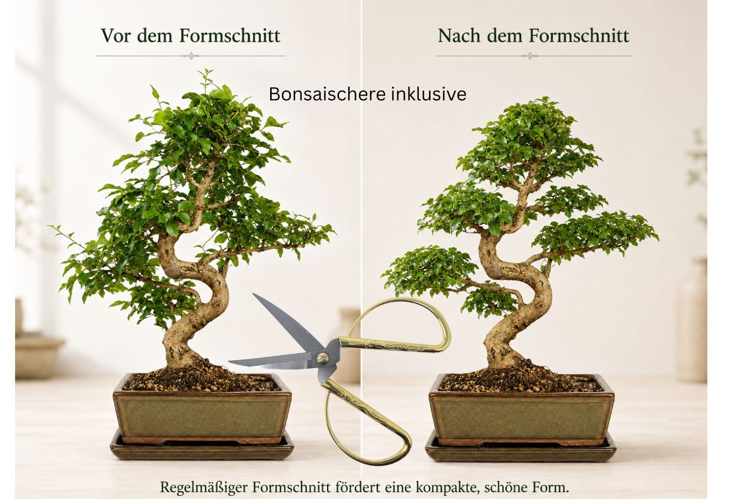 Genki-Bonsai Zimmerpflanze Bonsai Anfänger Set chinesischer Liguster Komplettset, 4-teiliges Bonsai-Komplettset für Einsteiger und Fortgeschrittene, immergrün,  – Bild 4 von 5