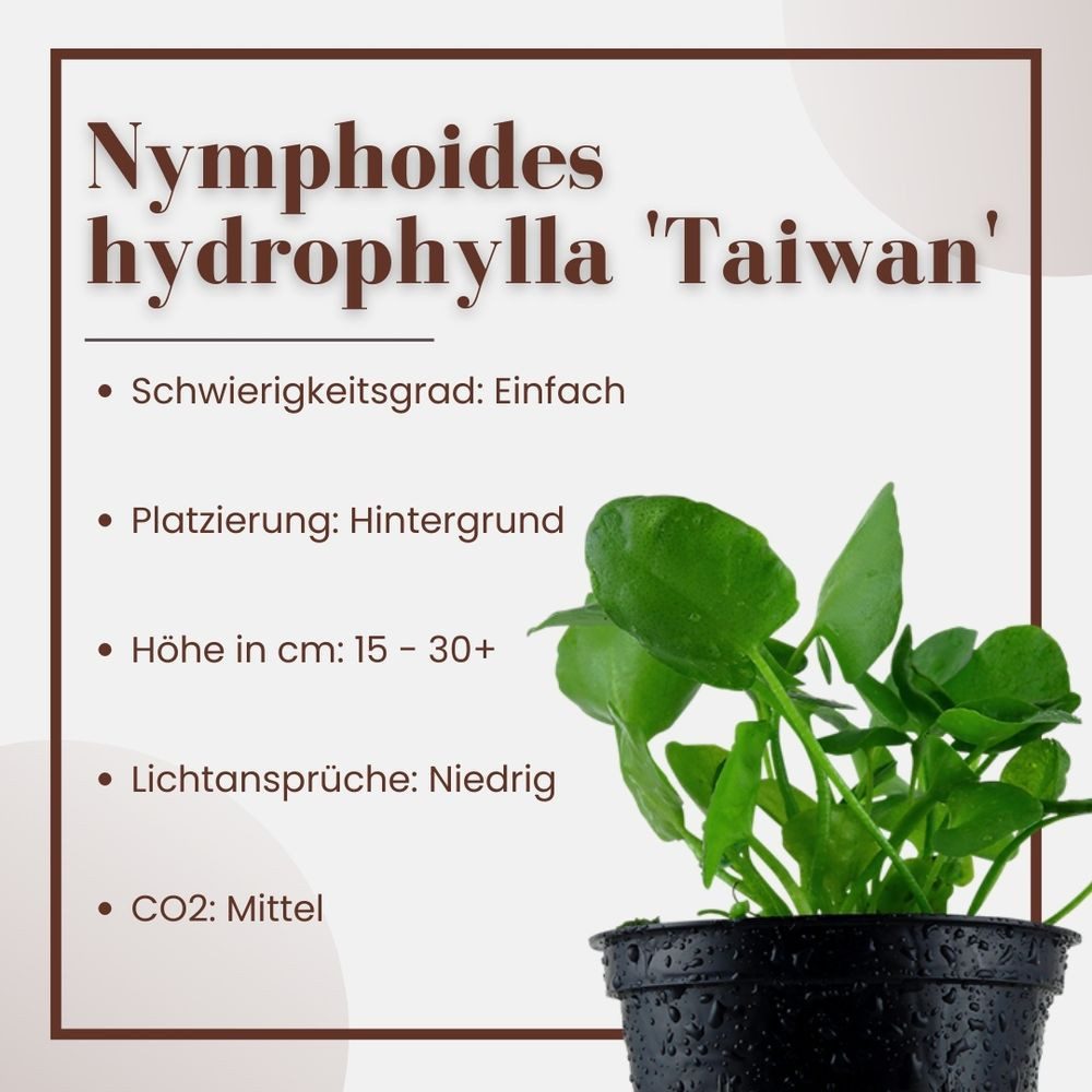Aquaone Wasserpflanze Aquarium Pflanze Nymphoides hydrophylla Taiwan Nr.041B