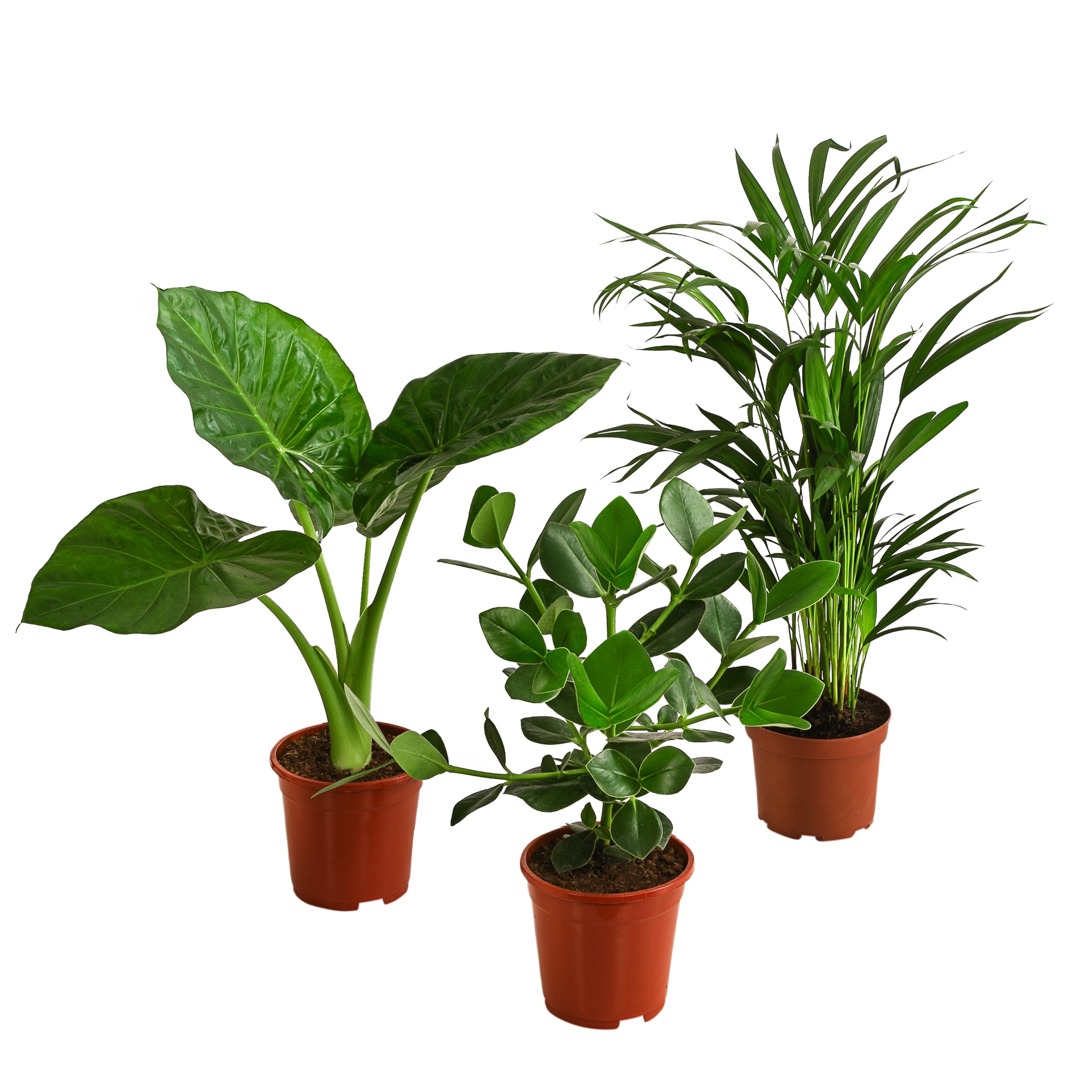 Dehner Zimmerpflanze Set Homeoffice, je 1x Balsamapfel, Goldfruchtpalme, Pfeilblatt, pflegeleichte Grünpflanzen mit luftreinigender Wirkung