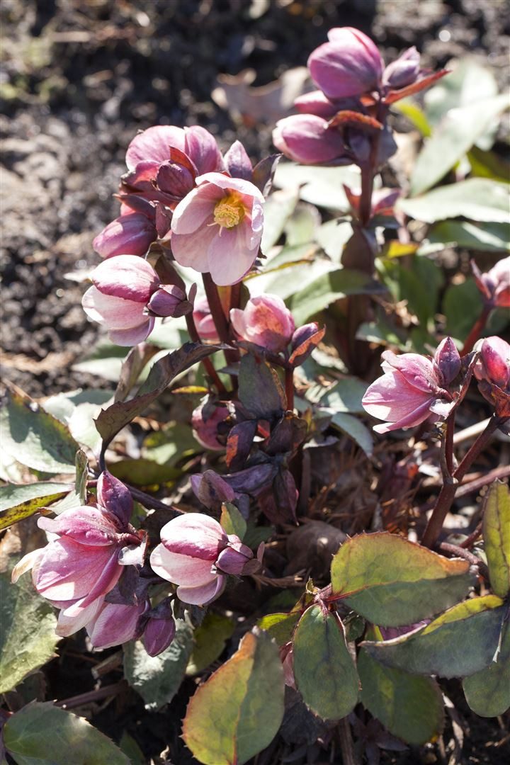 Pflanzen für Dich Staude Helleborus Pink Frost, 1 St., Christrose, Lenzrose