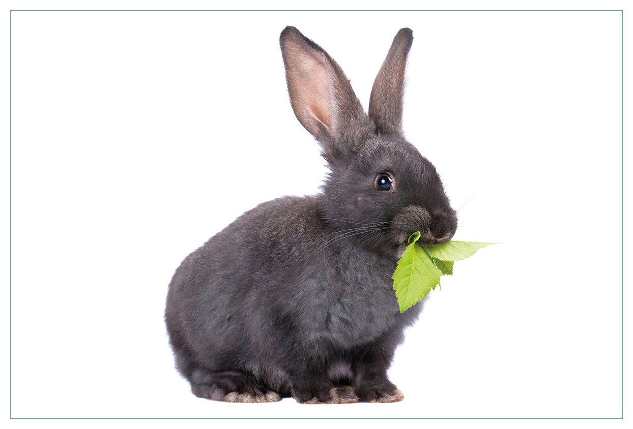 Wallario Küchenrückwand Süßes Kaninchen mit Grünzeug beim Futtern, (1-tlg)