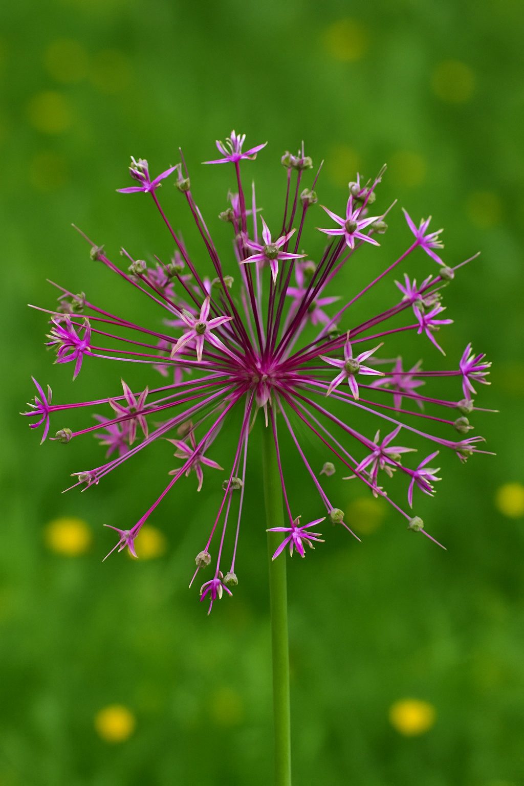Exotenherz Blumenzwiebeln Exotenherz Blumenzwiebeln - Zierlauch Allium schubertii (5 Stück), (5-St)