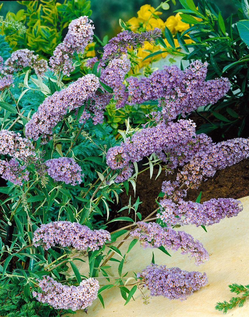 Pflanzen für Dich Gehölze Buddleja davidii Sophie, 1 St., Schmetterlingsflieder, Sommerflieder