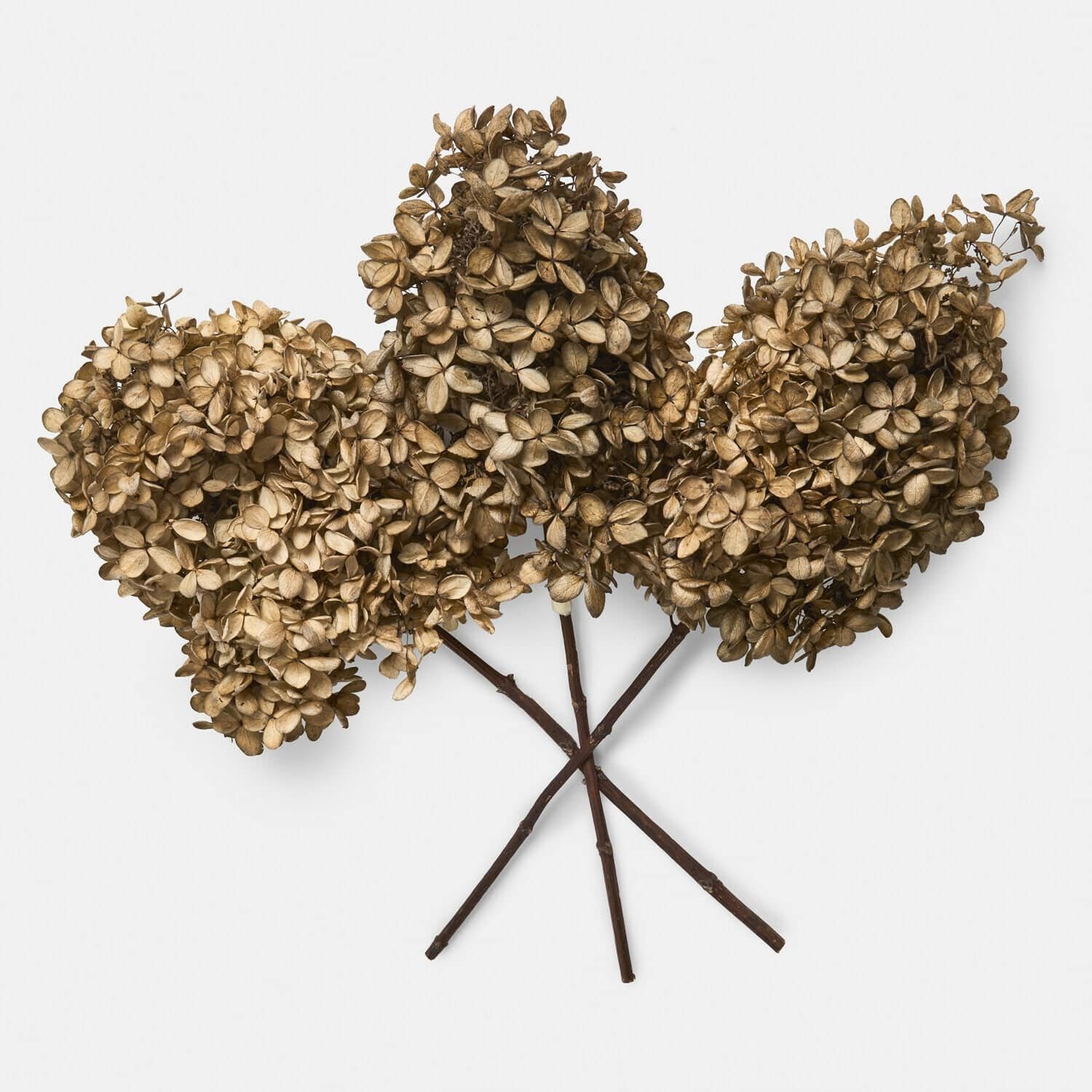 Kunstblume Trockenblume 3er Set Brissonne braun, Mirabeau, Höhe 38.0 cm