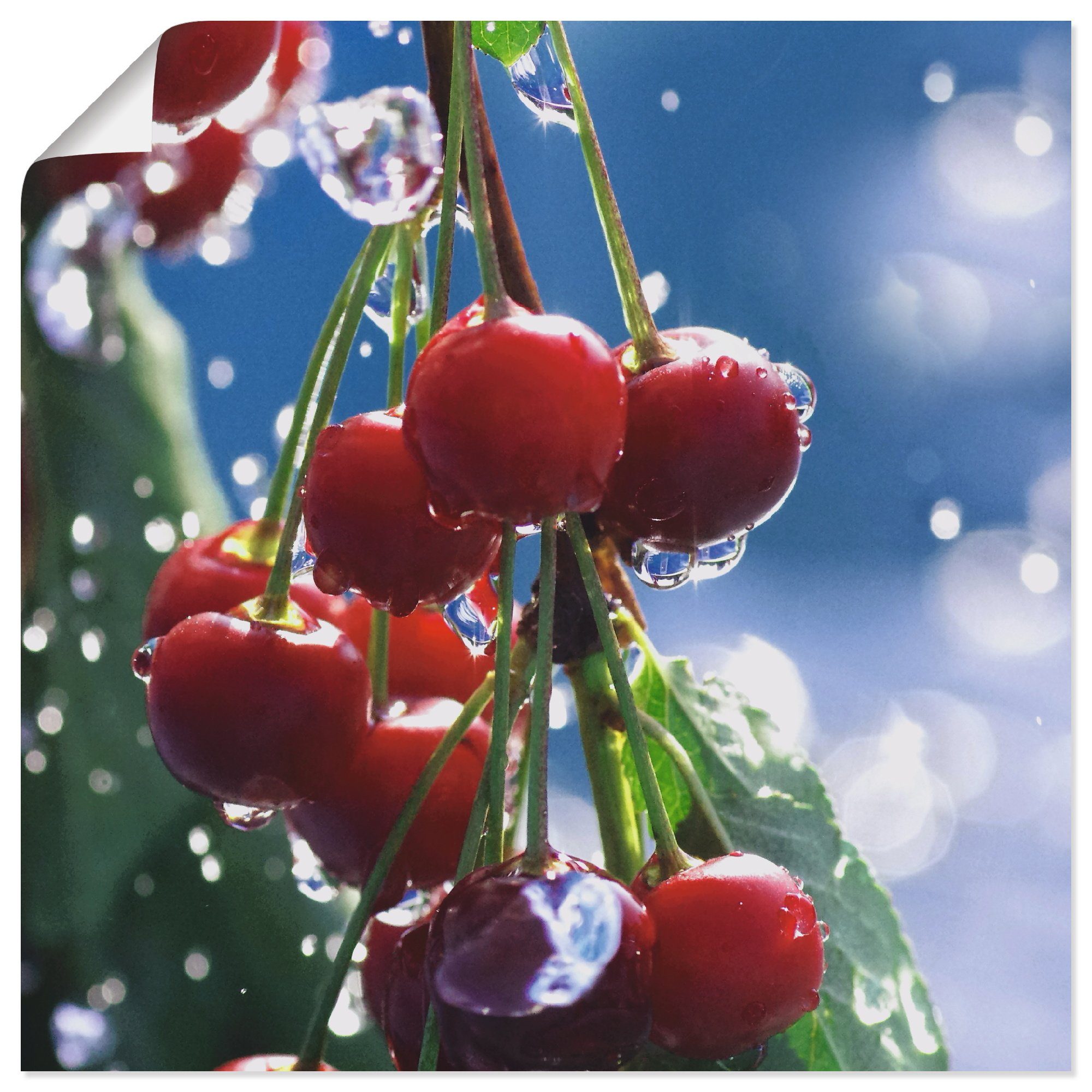 Artland Wandbild Rote Kirschen im Sommerregen, Lebensmittel (1 St), als Alubild, Leinwandbild, Wandaufkleber oder Poster in versch. Größen