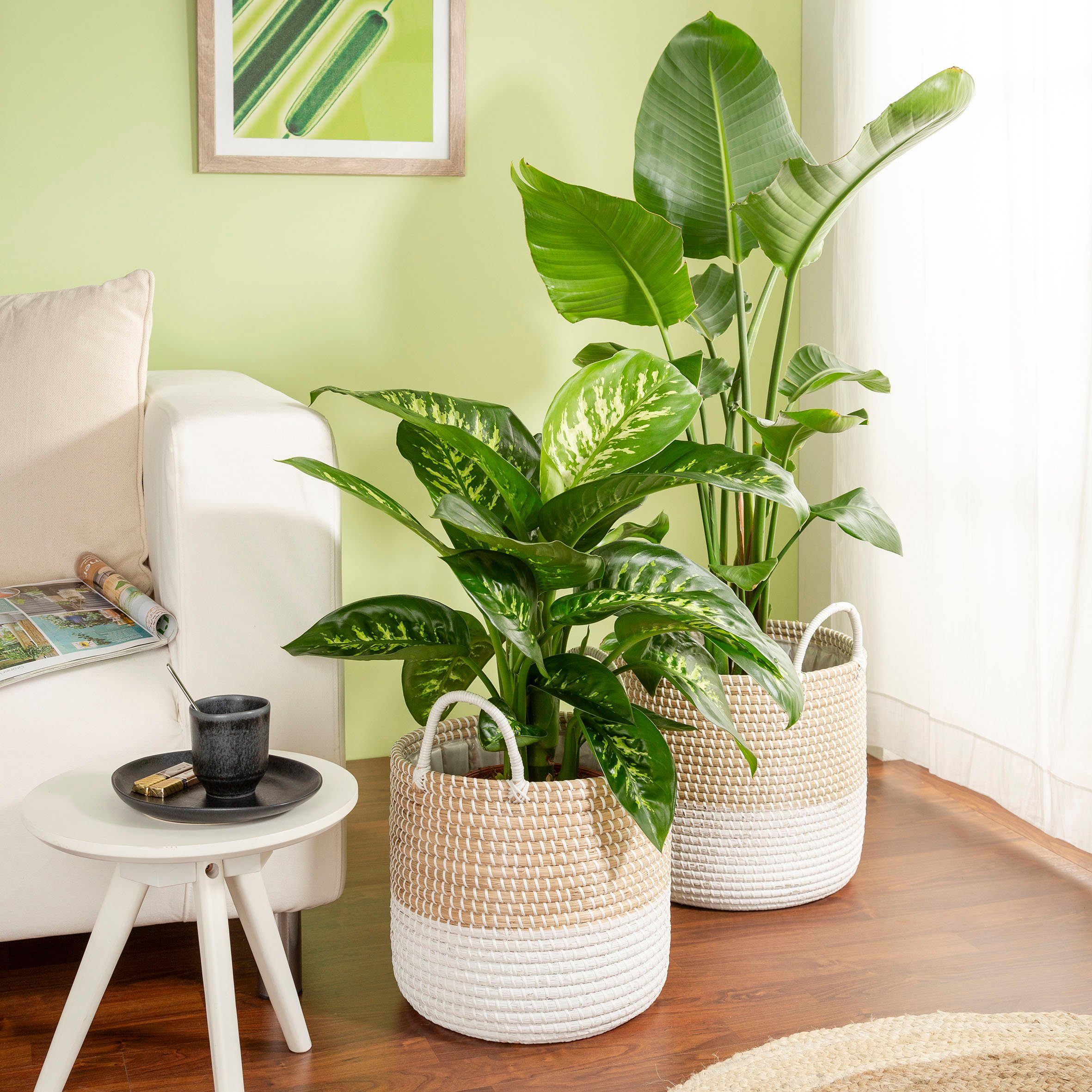Scheurich Blumentopf nature white 39/515 günstig online kaufen