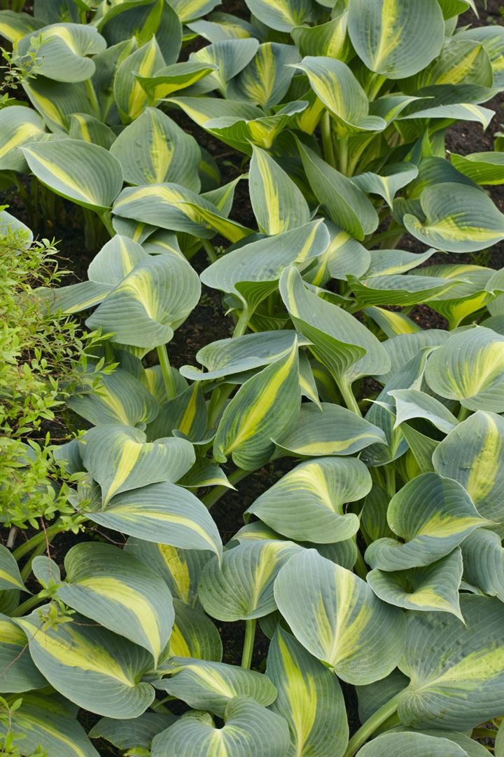 Pflanzen für Dich Staude Hosta Catherine, 1 St., Funkie