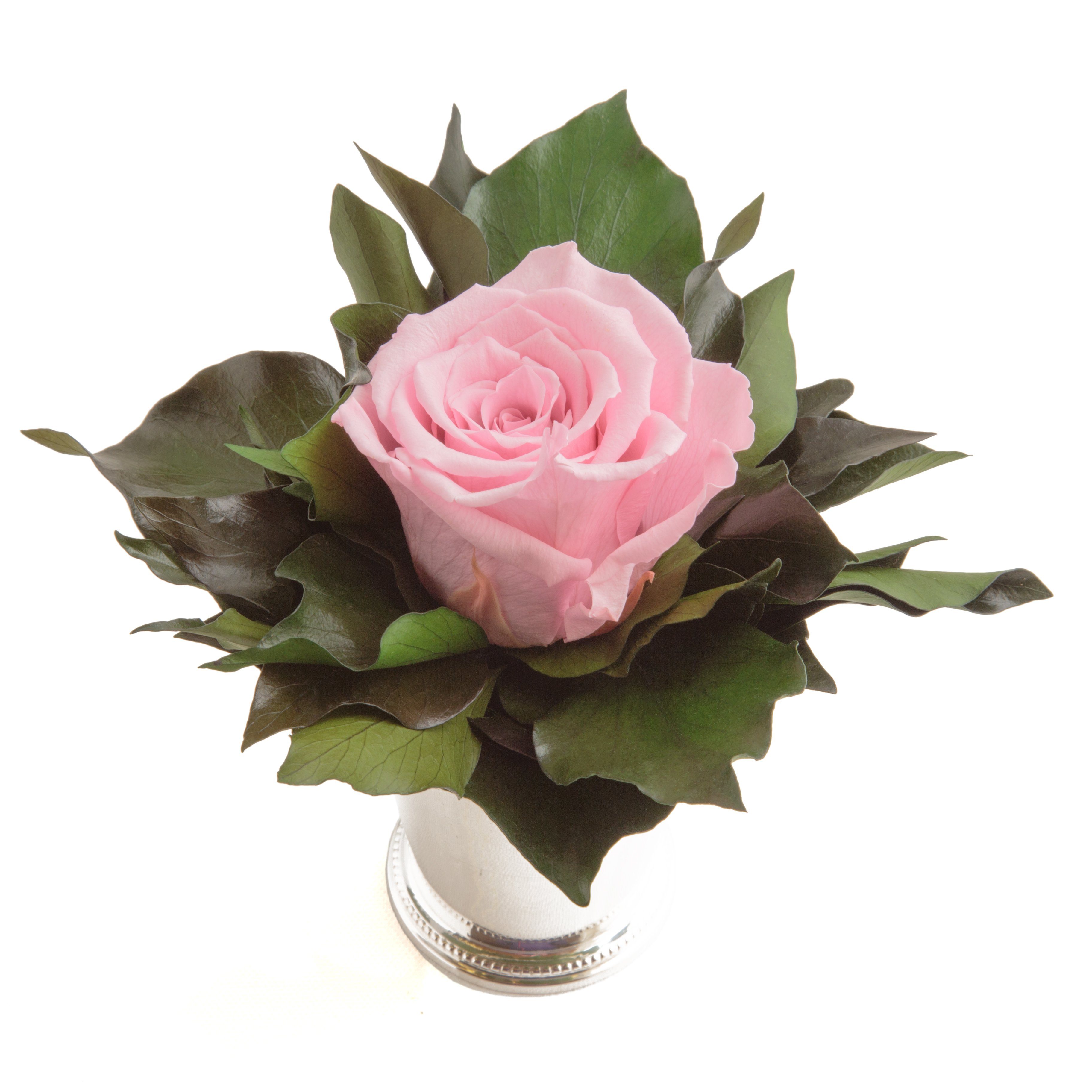 Echte haltbar Blume 12 Frauen lange SCHULZ Rose ROSEMARIE für Zimmerpflanze Rose, 1 Infinity Rosa Höhe Künstliche Heidelberg, Geschenkidee cm, silberfarben Becher