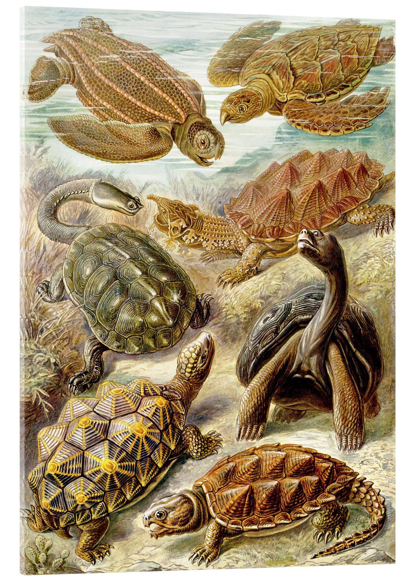 Posterlounge Acrylglasbild Ernst Haeckel, Schildkröten, Chelonia (Kunstformen der Natur, 1899), Malerei