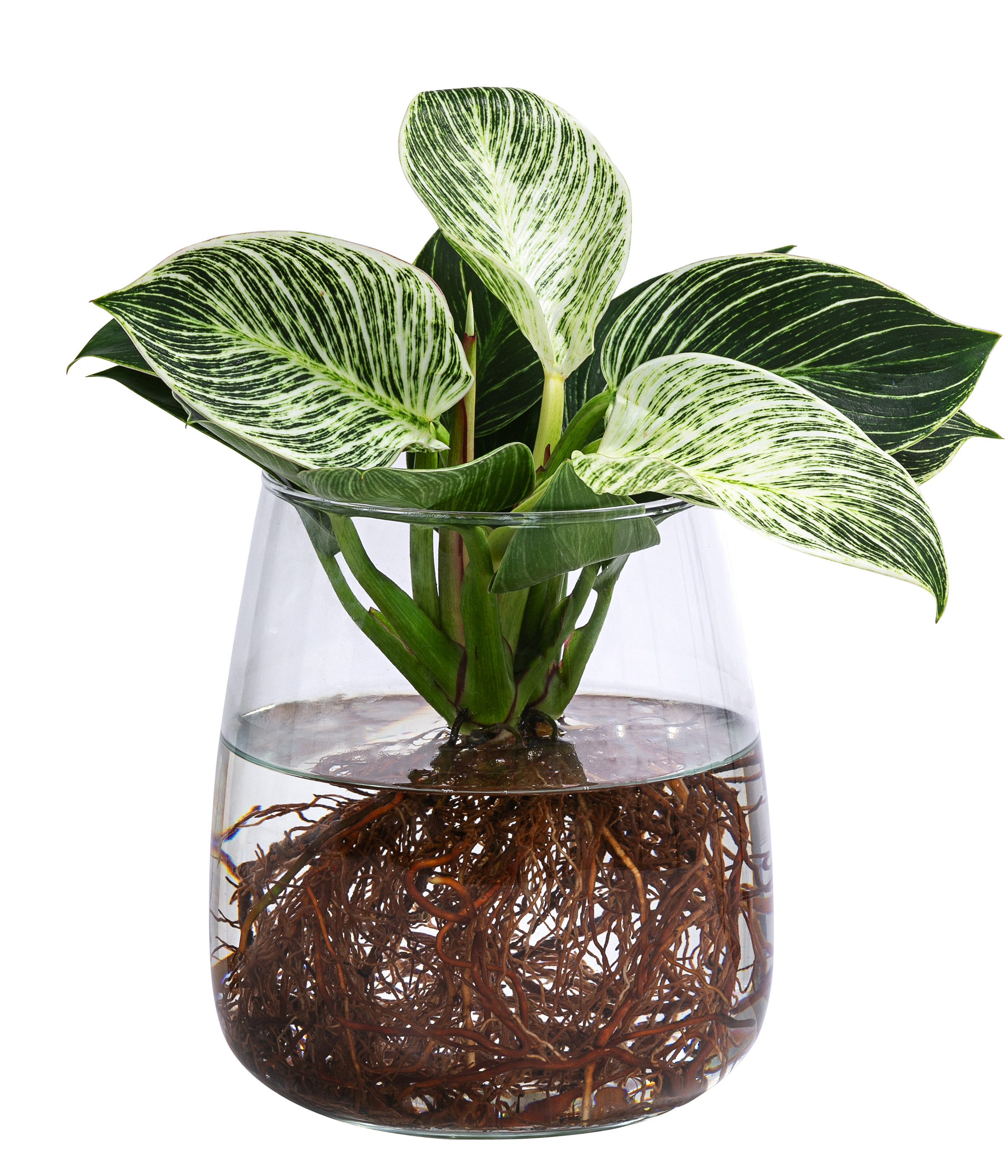Dehner Zimmerpflanze Waterplant Kingston, Philodendron, im Glas, Philodendron White Wave, Wasserpflanze im Glas