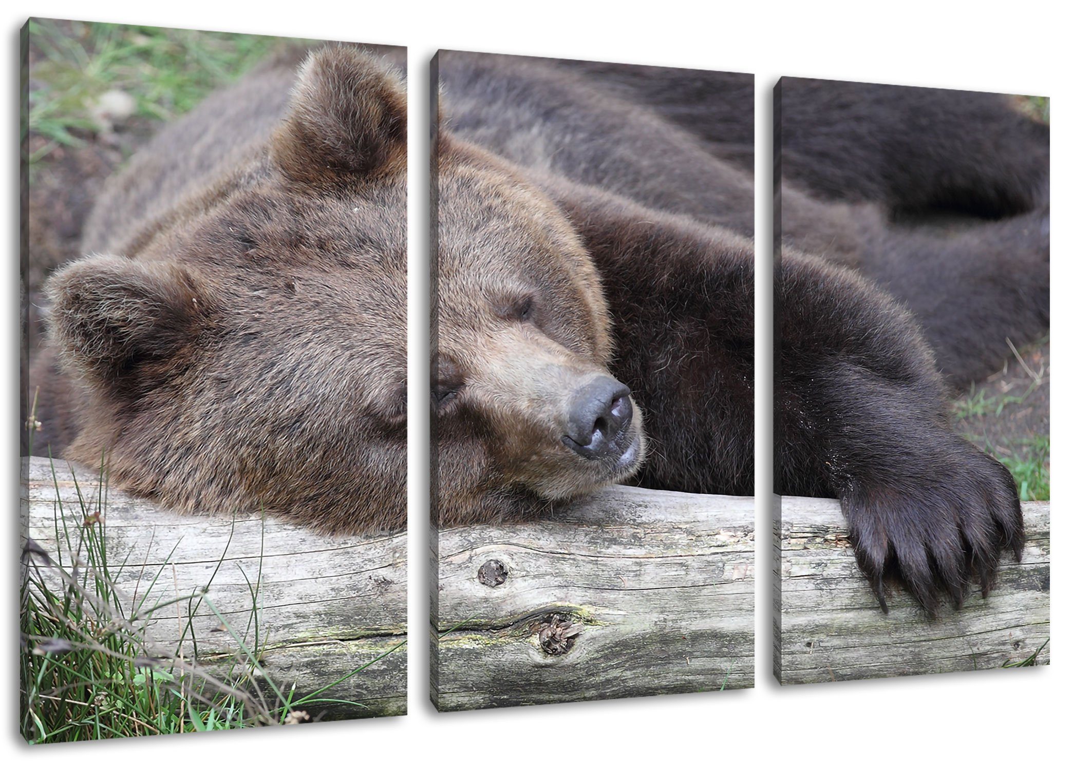 inkl. St), schläft auf (1 Pixxprint Leinwandbild Bär fertig Baumstamm auf Baumstamm, Zackenaufhänger 3Teiler Leinwandbild bespannt, (120x80cm) Bär schläft