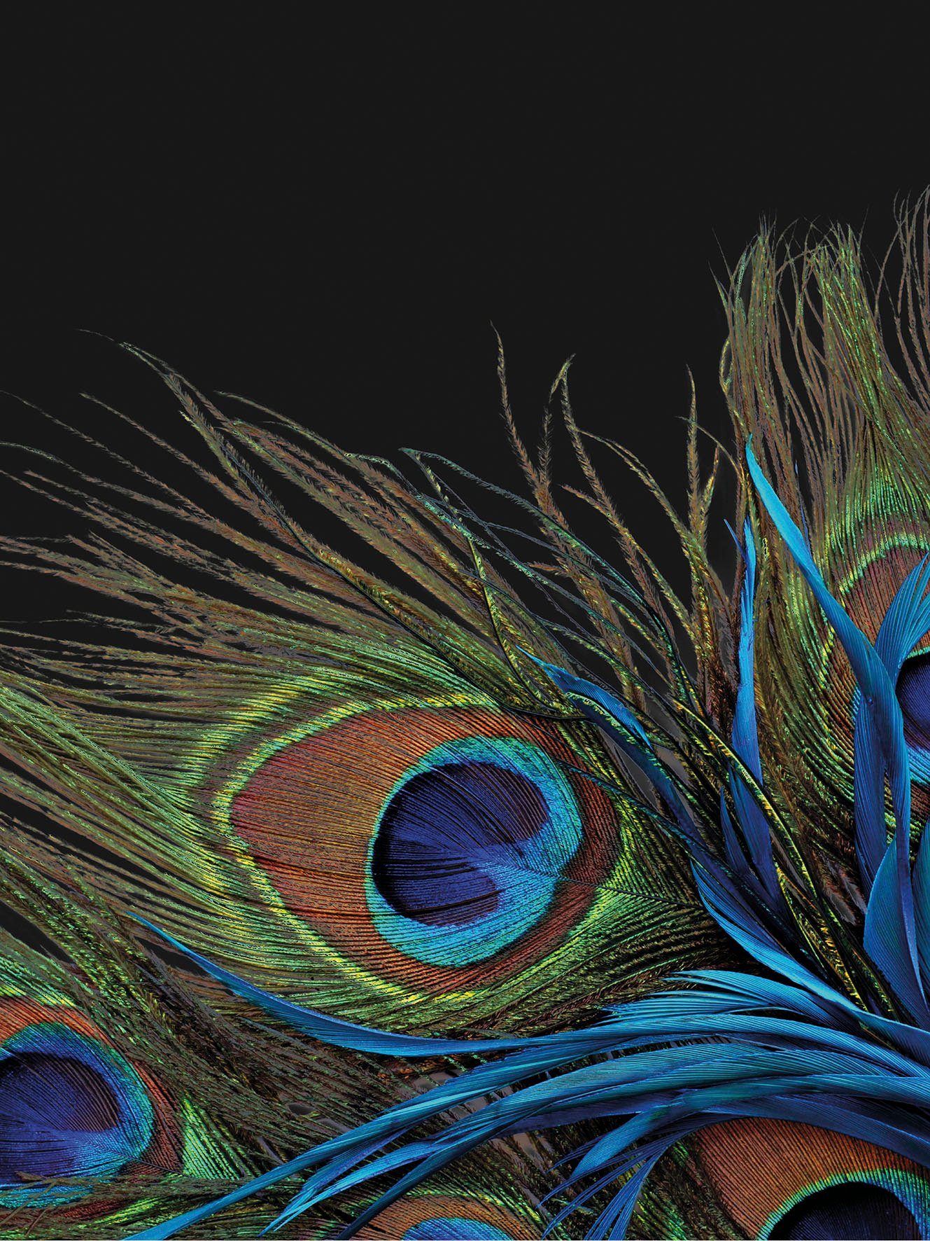 Wohndecke Mikrofaser Fotodruck "Pfau", KiNZLER, Kuscheldecke, bedruckt, 150x200 cm