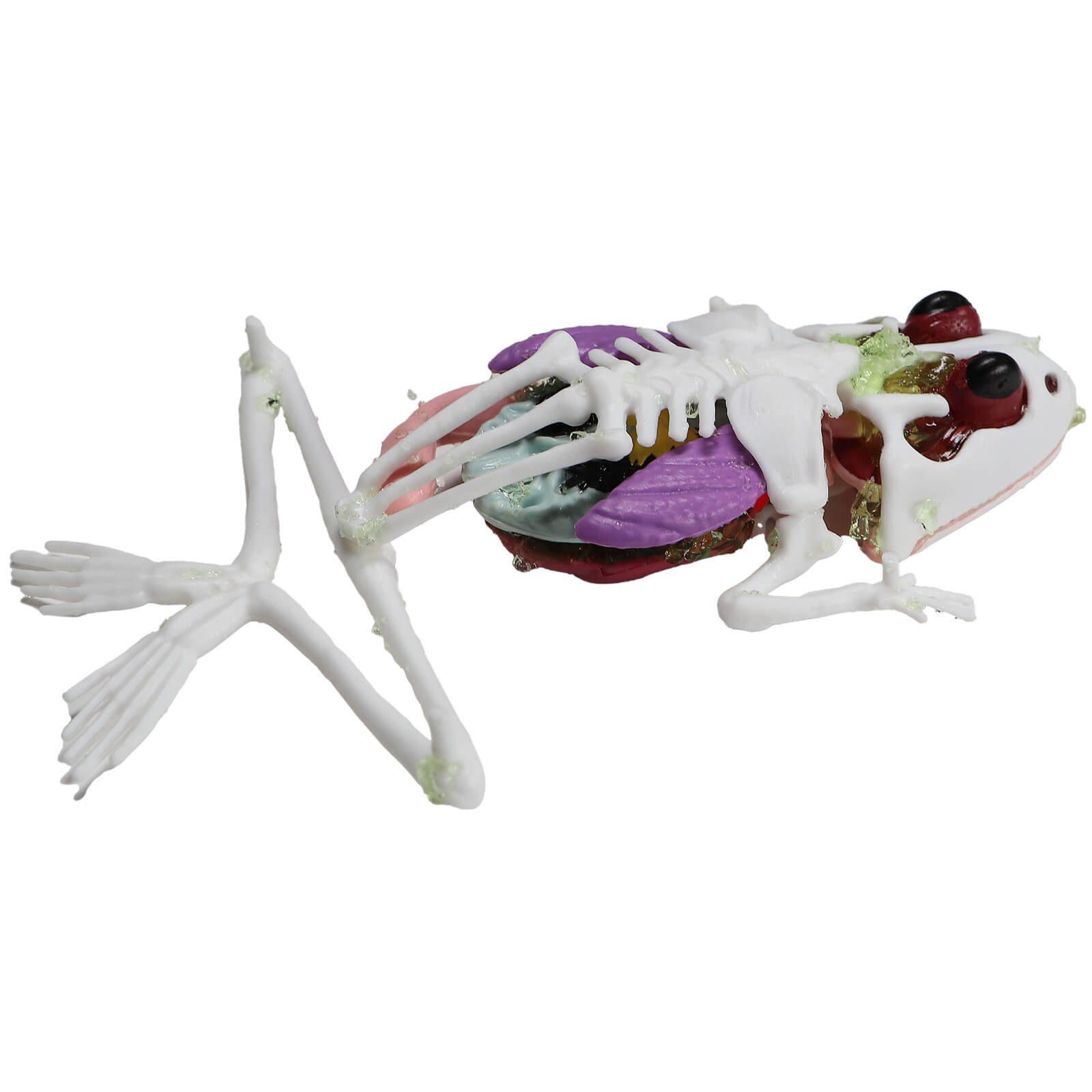 Slimy® Lernspielzeug Slimy Lab Frosch Experimentieren Forschen Sezier Schleim Labor Mint – Bild 3 von 5