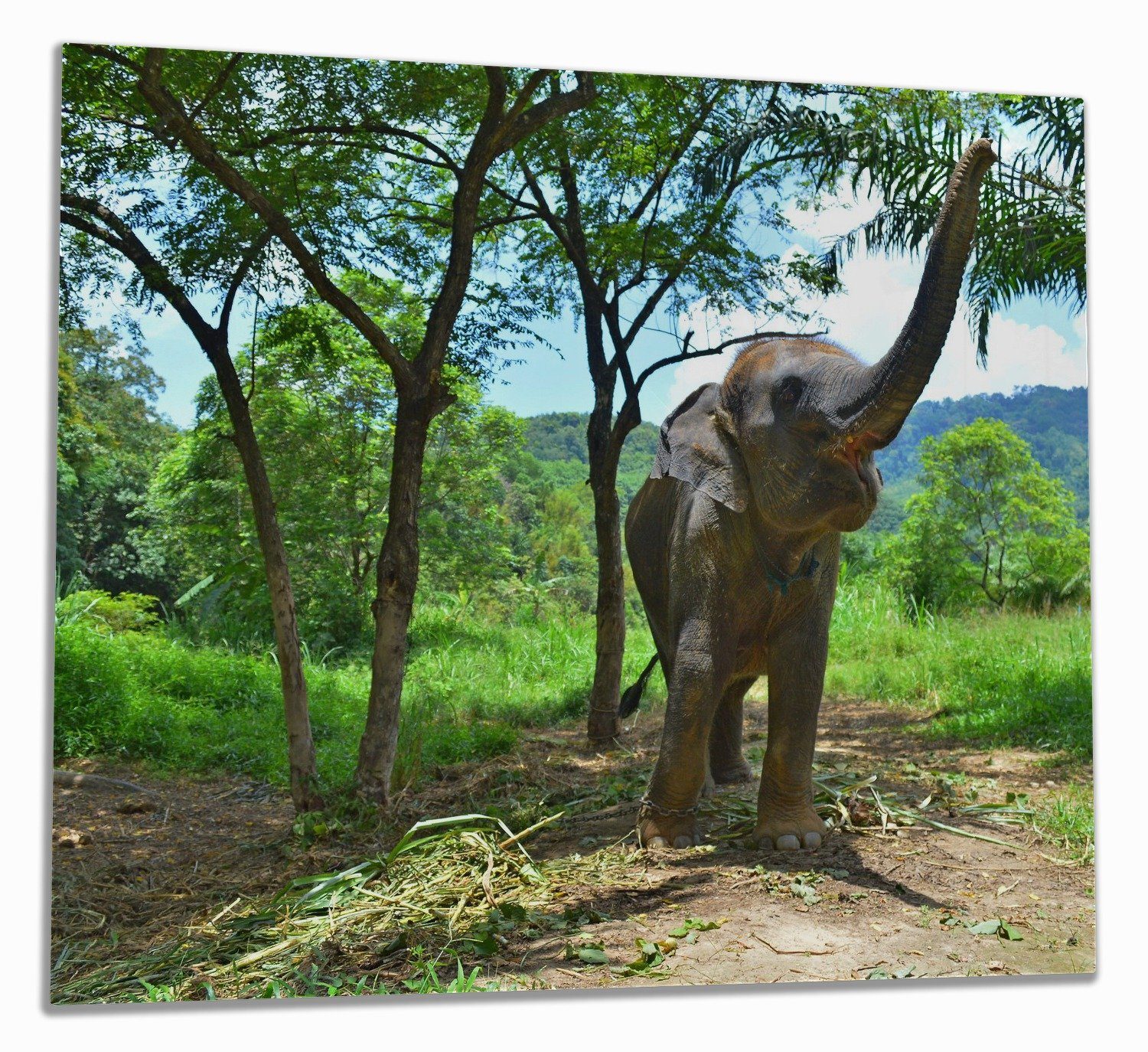 Wallario Herd-Abdeckplatte Junger Elefant im Dschungel, ESG-Sicherheitsglas, (Glasplatte, 1 tlg., inkl. 5mm Noppen), verschiedene Größen