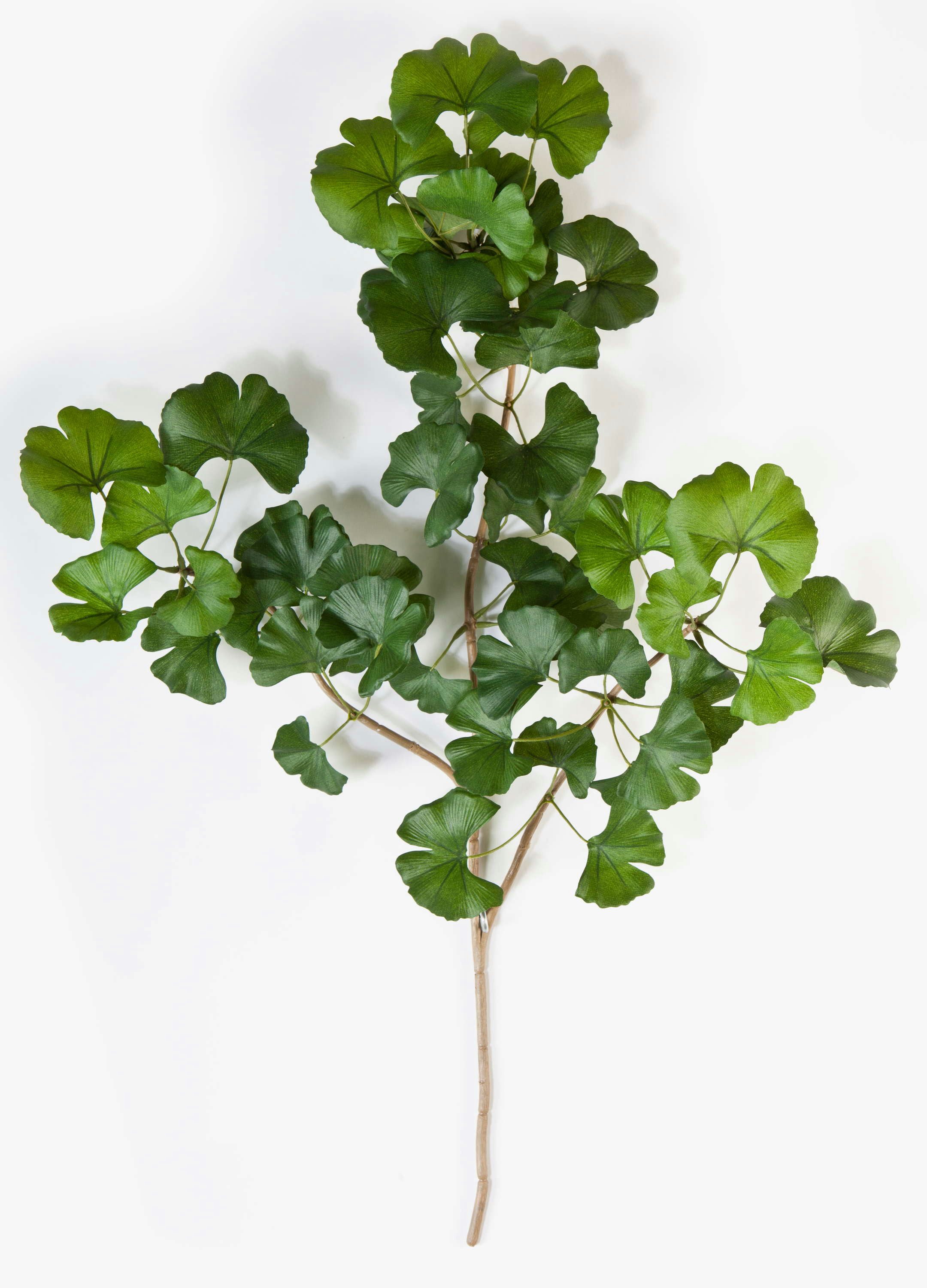 Kunstzweig Deko Ginkgo Sweet Zweig, 50 Blätter, grün, 60cm - Kunstzweig Ginkgo, artplants, Höhe 60.0 cm