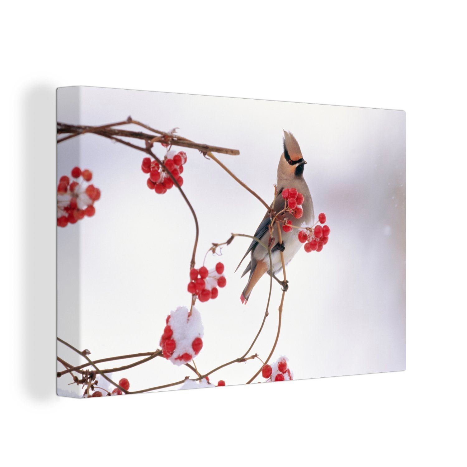 OneMillionCanvasses® Leinwandbild Japanischer Pestvogel auf einem Zweig mit roten Beeren, (1 St), Wandbild für alle Wohnbereiche, Gemälde, XXL, großes, 120x80 cm