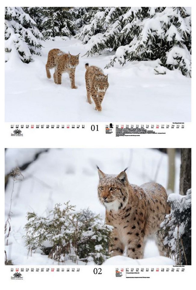 Thumbnail - Seelenzauber Wandkalender Luchszauber DIN A3 Kalender für 2025 Luchs