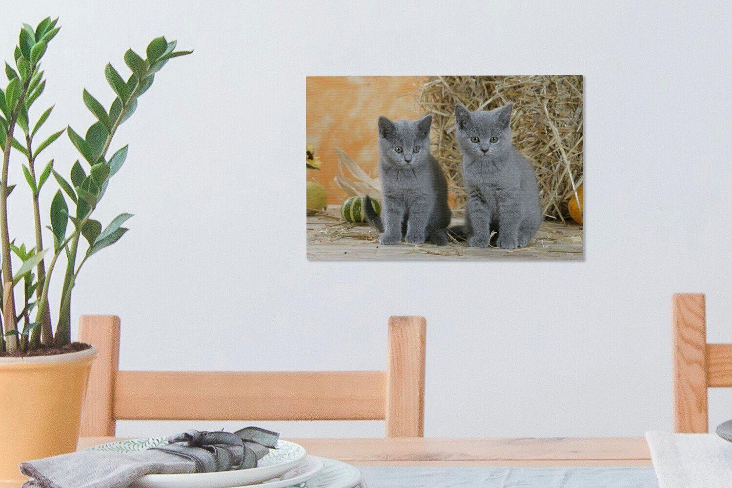 Leinwandbild cm Wandbild 30x20 Aufhängefertig, (1 Heu OneMillionCanvasses® Britisch-Kurzhaar-Kätzchen Leinwandbilder, Wanddeko, St), mit Hintergrund, im Zwei