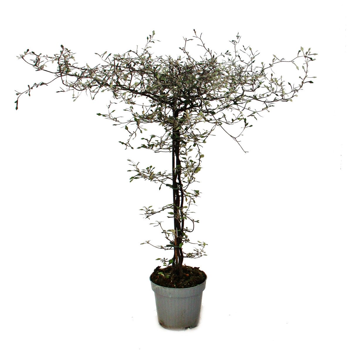 Exotenherz Zimmerpflanze Corokia cotoneaster - Zick-Zack-Strauch - Schnurbaum