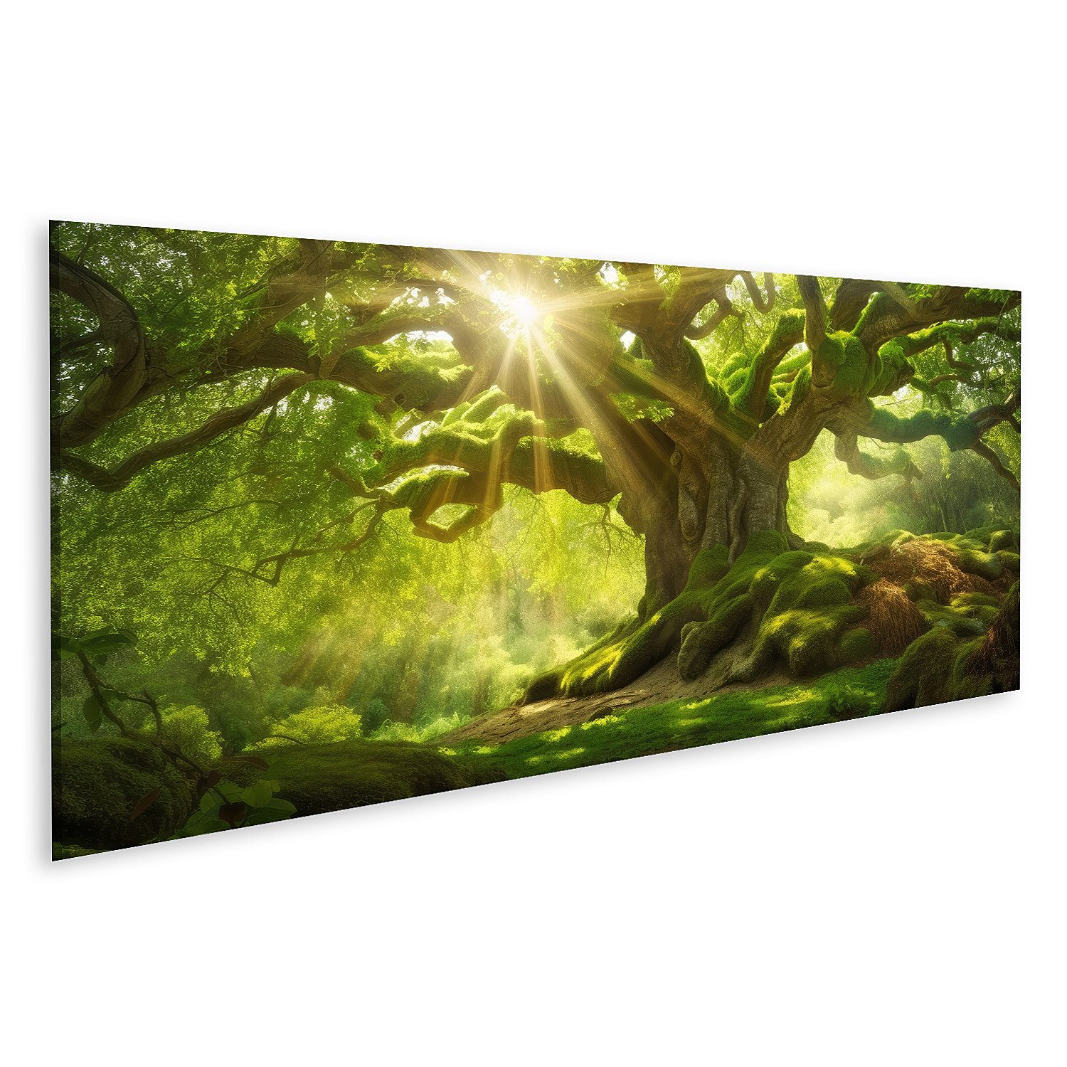 islandburner Leinwandbild Sonnenstrahlen auf altem Baum Bilder günstig online kaufen