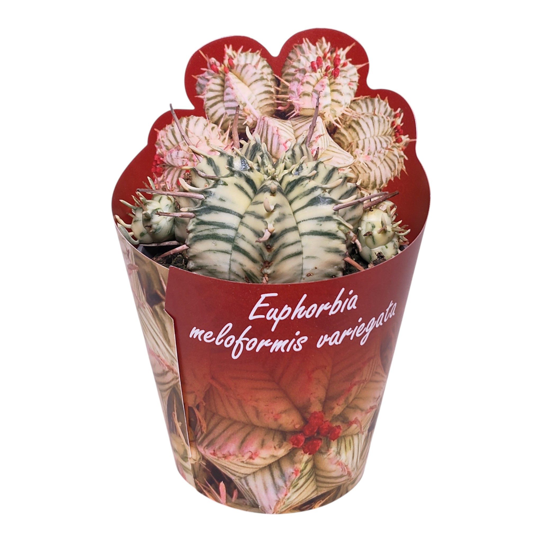 Exotenherz Kaktus Euphorbia meloformis variegata Rarität 6,5cm Topf