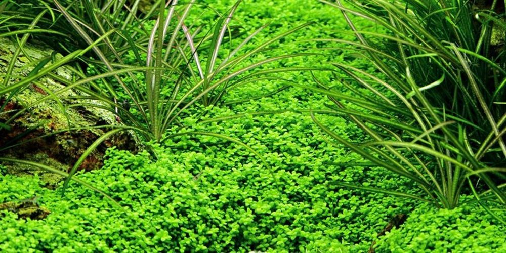 Aquaone Wasserpflanze Aquarium Pflanze Hemianthus callitrichoides Wasserpfl günstig online kaufen