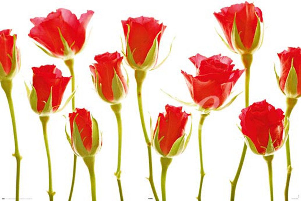 Poster Flowers - Poster - Eleven Roses