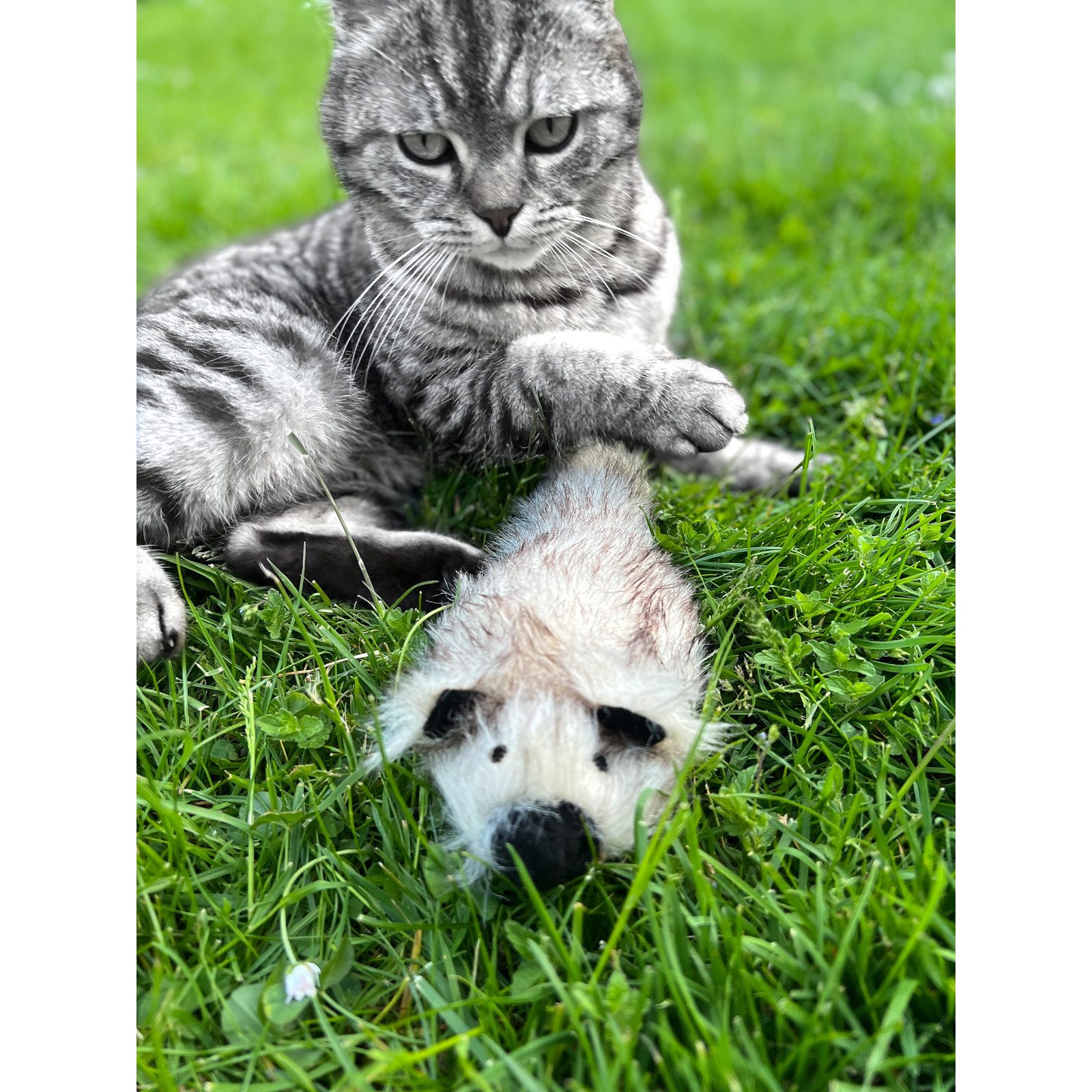 Aumüller Tierkuscheltier Katzenspielzeug Zappel-Frettchen Speedy, Zappeltie günstig online kaufen