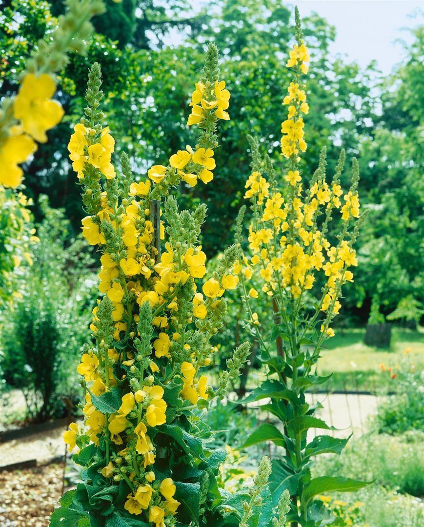 Pflanzen für Dich Staude Verbascum densiflorum, 1 St., Großblütige Königskerze, Wollige Königskerze, Wollkraut