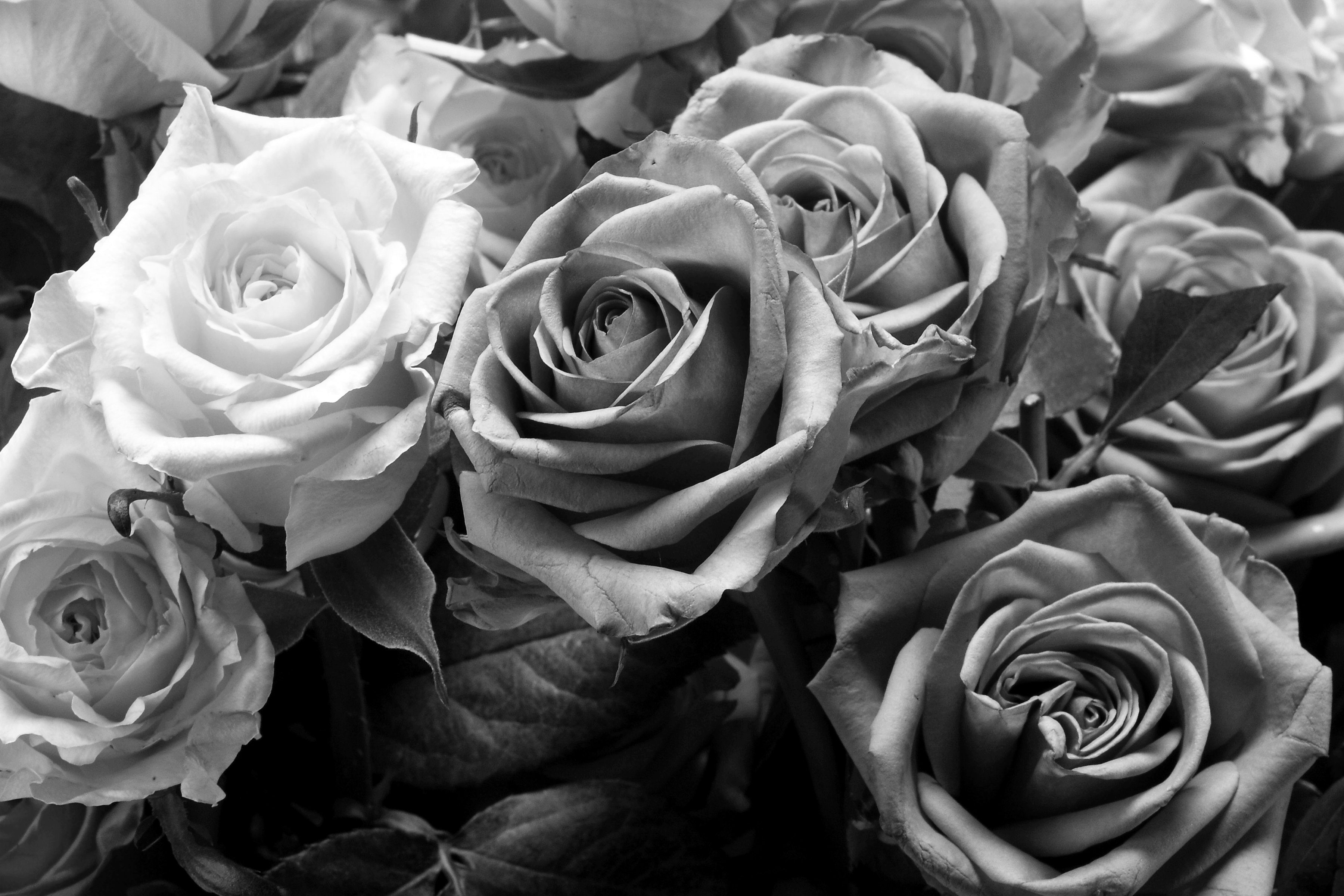 Schwarz Papermoon Weiß & Fototapete Blume