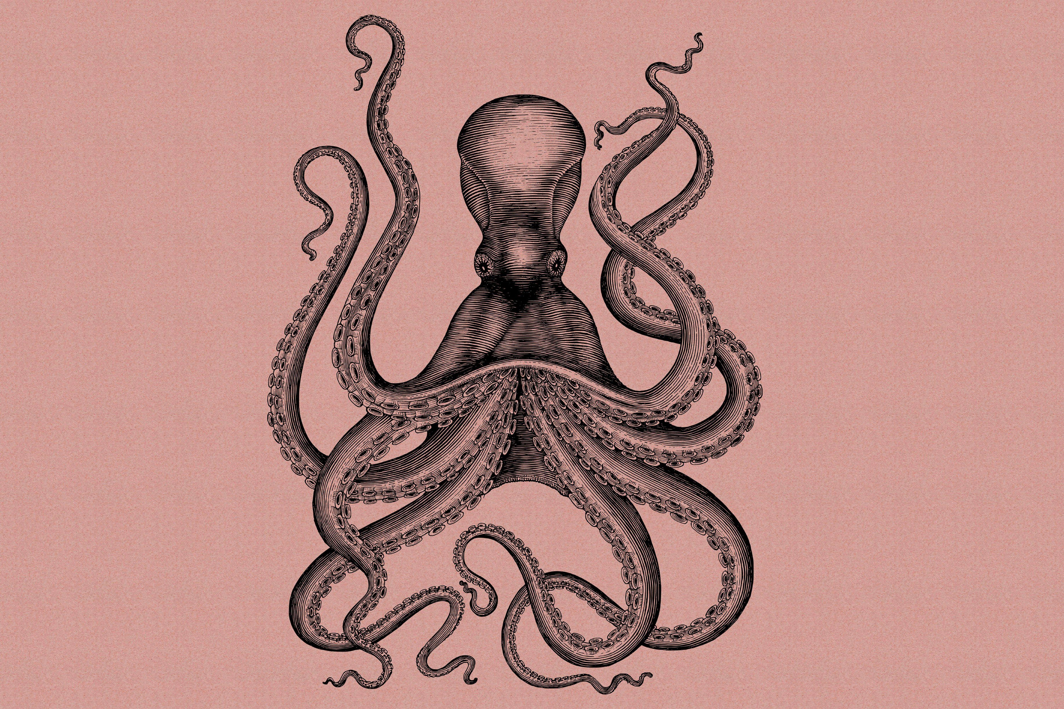 Octopus Krake Création schwarz Bild grau, Tiere Keilrahmen jules, St), Leinwandbild rosa, A.S. (1