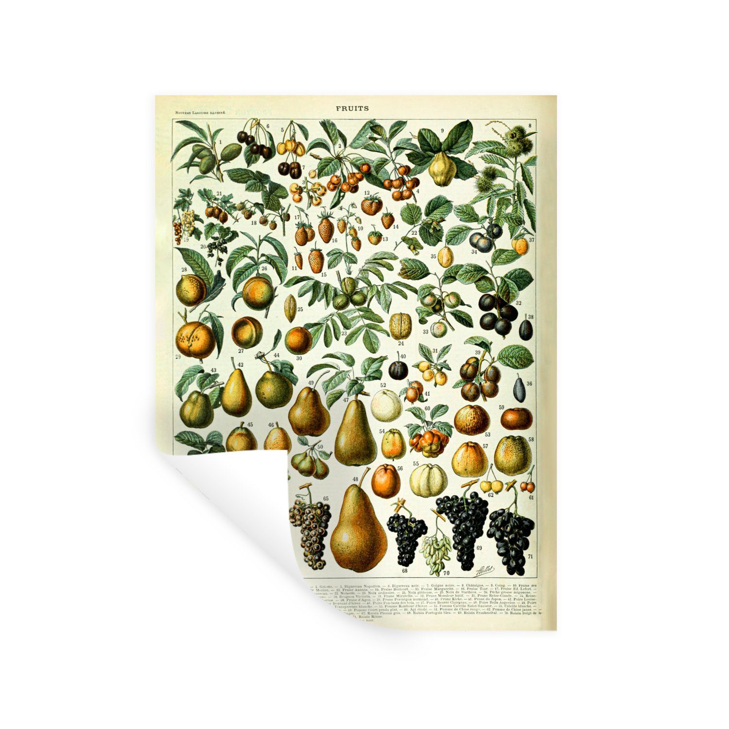 MuchoWow Wandsticker Adolphe Millot - Jahrgang - Obst - Birne - Trauben (1 St), Wandaufkleber, Wandtattoo, Selbstklebend, Wohnzimmer, Schlafzimmer