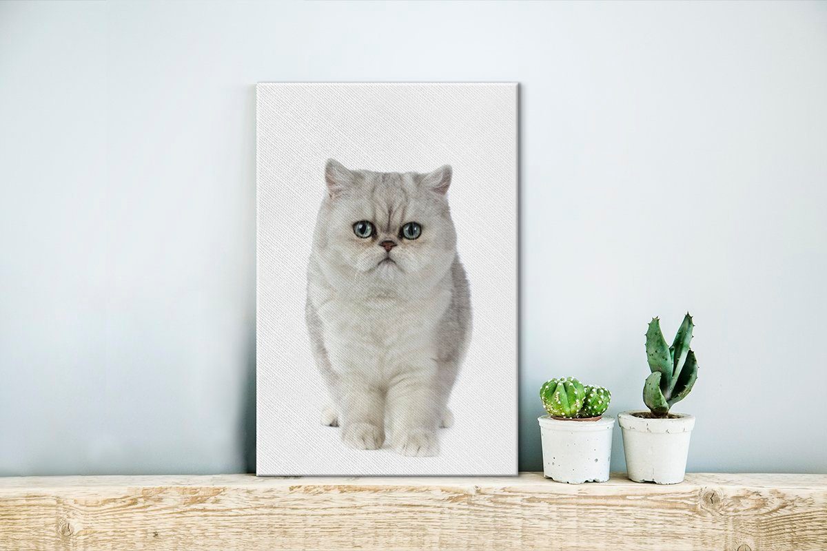 Hintergrund, Leinwandbild Leinwandbild inkl. Katze fertig Zackenaufhänger, cm St), auf exotische bespannt OneMillionCanvasses® (1 Gemälde, Weiße 20x30 weißem