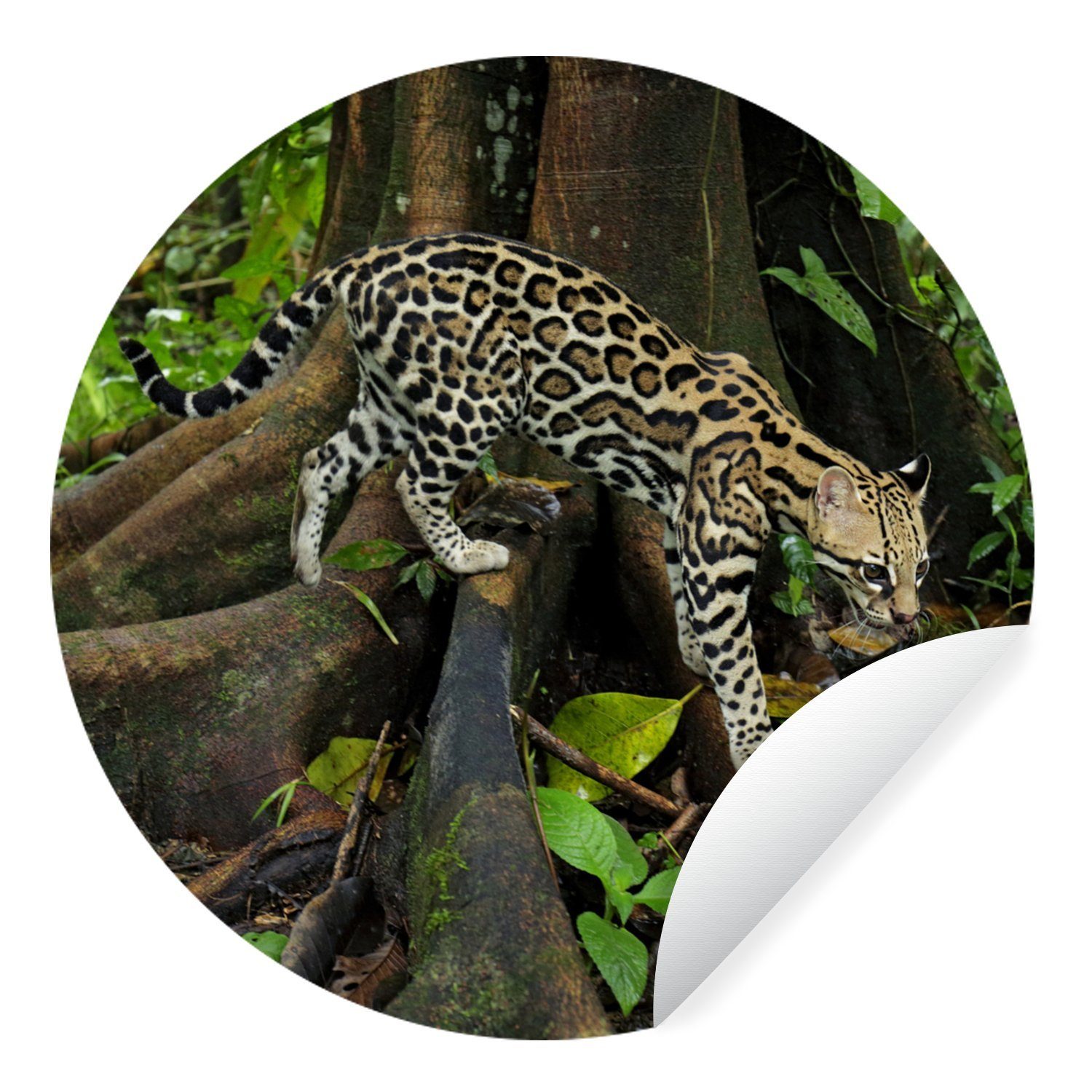 MuchoWow Wandsticker Ozelot im Dschungel von Costa Rica (1 St), Tapetenkreis für Kinderzimmer, Tapetenaufkleber, Rund, Wohnzimmer