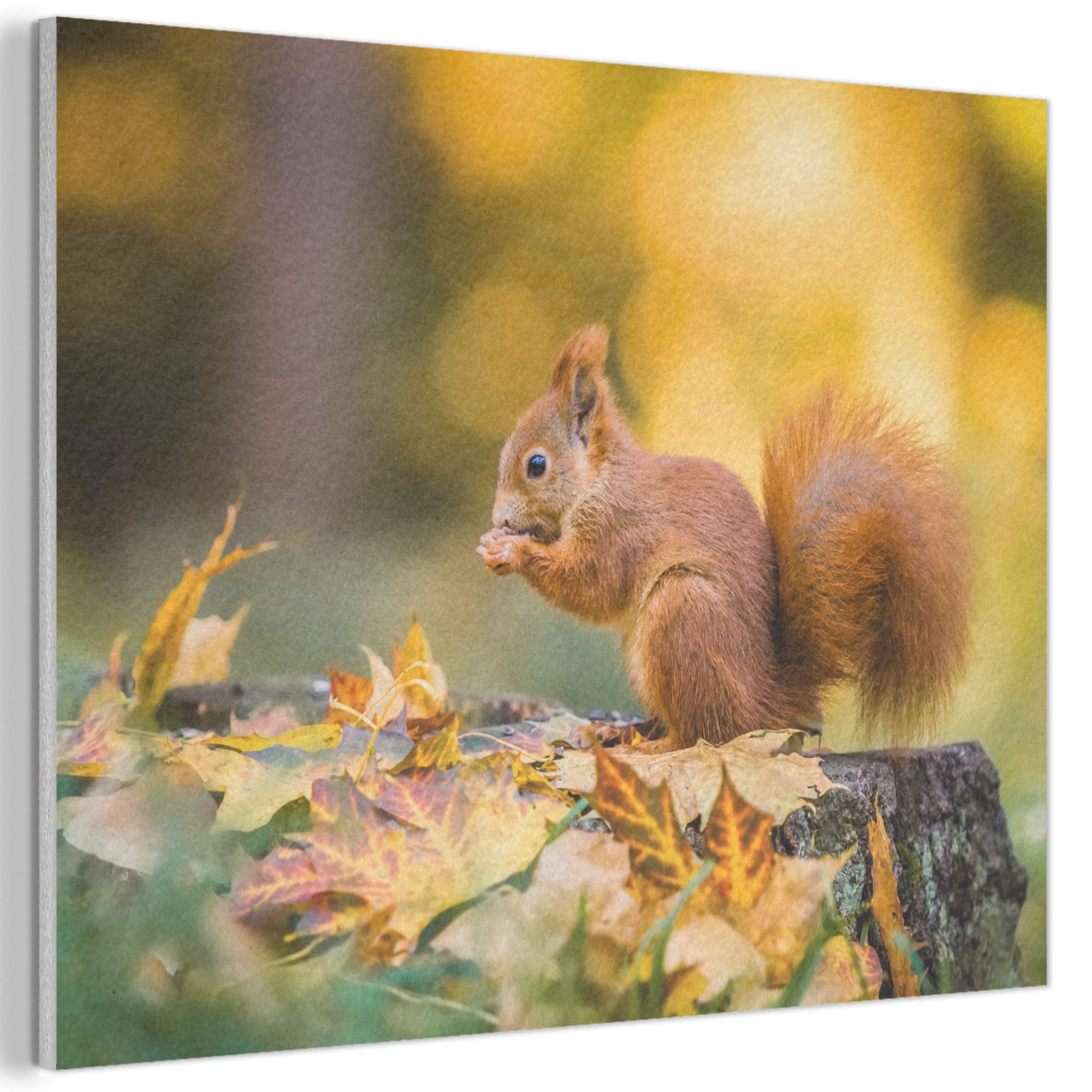 MuchoWow Gemälde Eichhörnchen - Herbst - günstig online kaufen