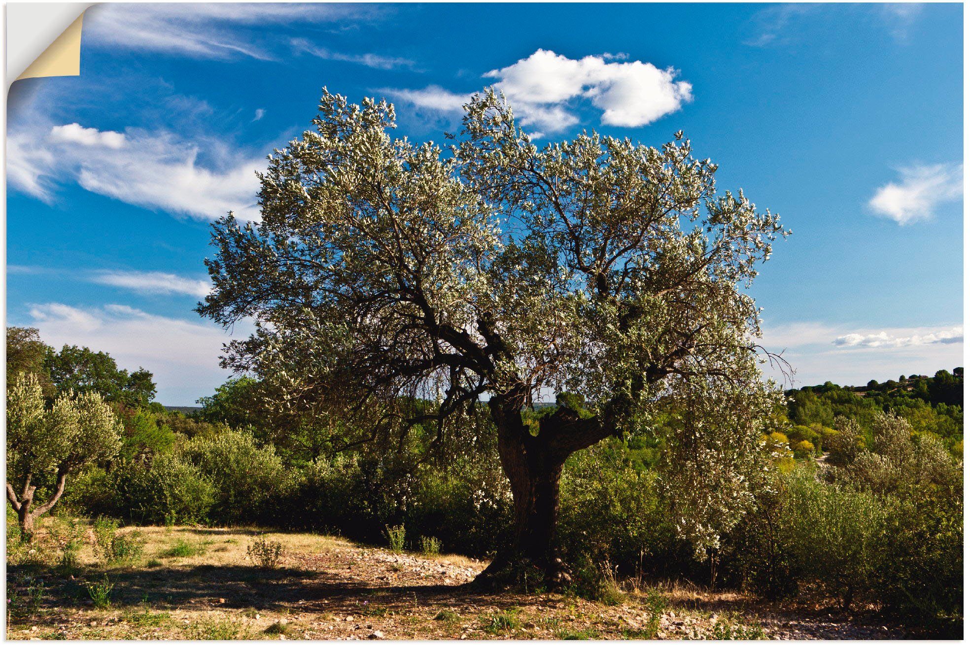Artland Wandbild Olivenbaum in Südfrankreich, Bäume (1 St), als Alubild, Leinwandbild, Wandaufkleber oder Poster in versch. Größen