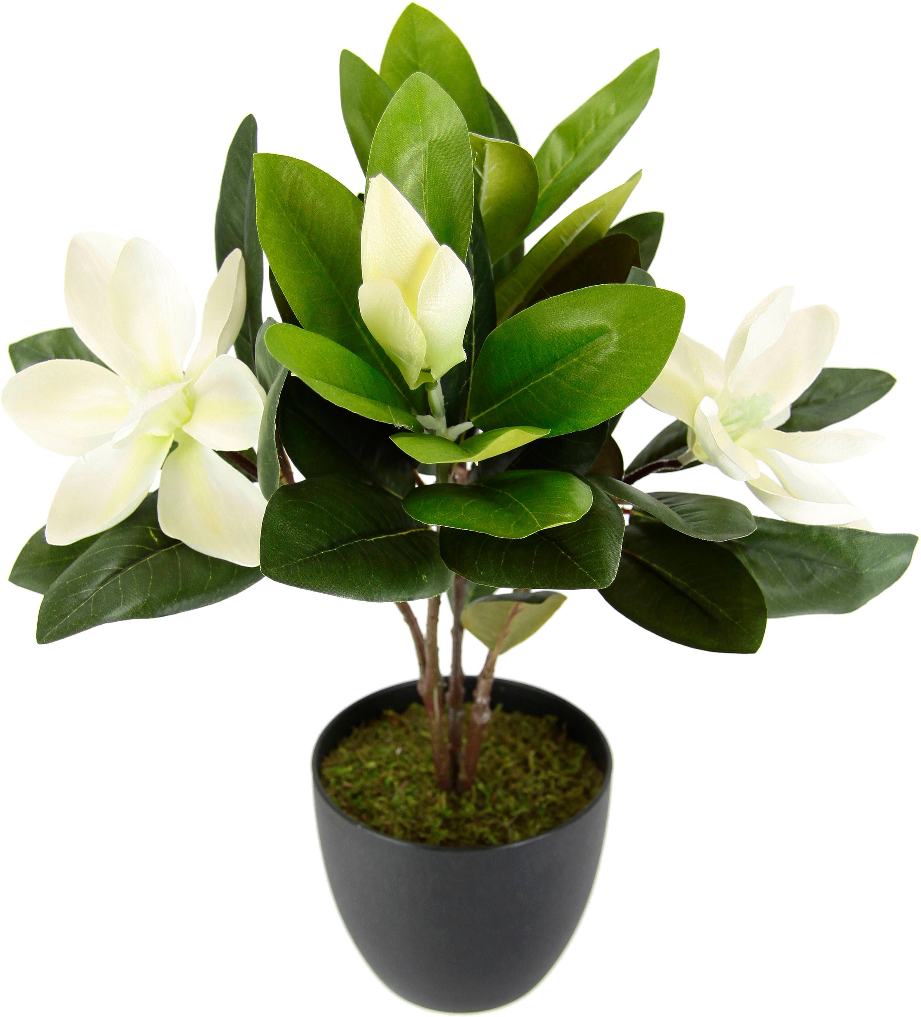 Kunstblume Magnolie, I.GE.A., Höhe 45 cm, Im Topf Magnolienbusch künstlich Frühling Seidenblumen Raumdeko