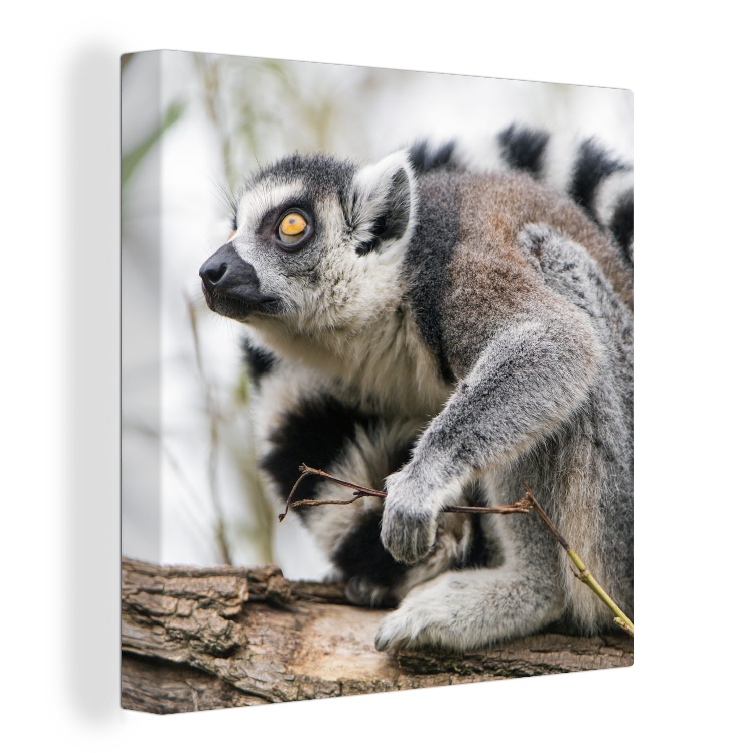OneMillionCanvasses® Leinwandbild Affe - Baum - Ringelschwanzlemur, (1 St), Leinwand Bilder für Wohnzimmer Schlafzimmer