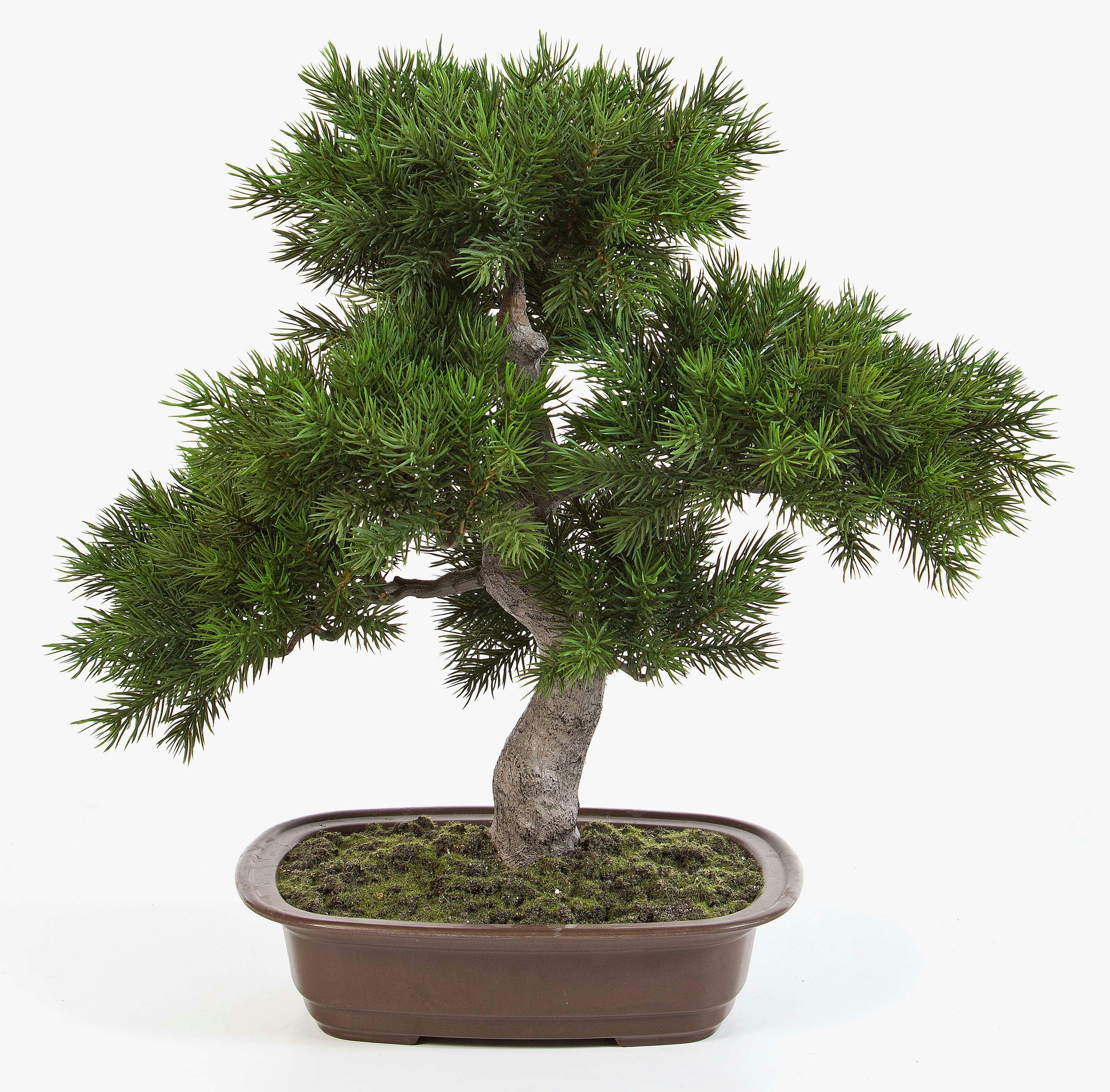 bonsai einsteiger set Bonsai-Anzuchtset Ginkgo – Glücksbaum Starter-Set für Anfänger – Wurzelbox main image 0