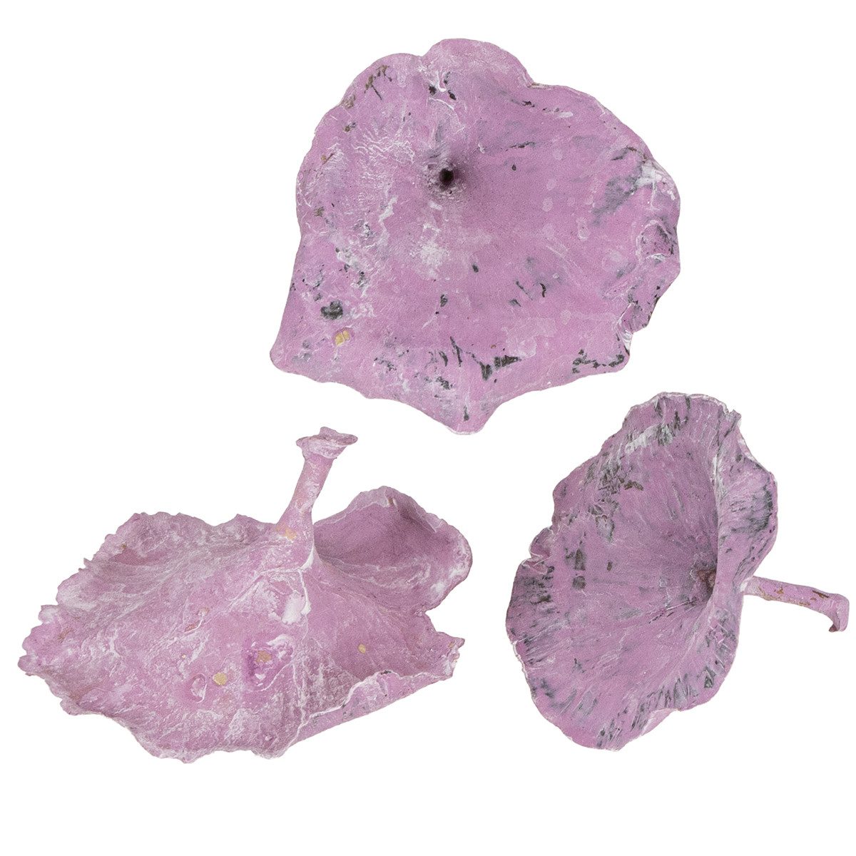 Trockenblume Kalix Deko-Pilze Lila Weiß gewaschen 100 St für Herbstdeko, 100 Stück, Viana, Höhe 10 cm