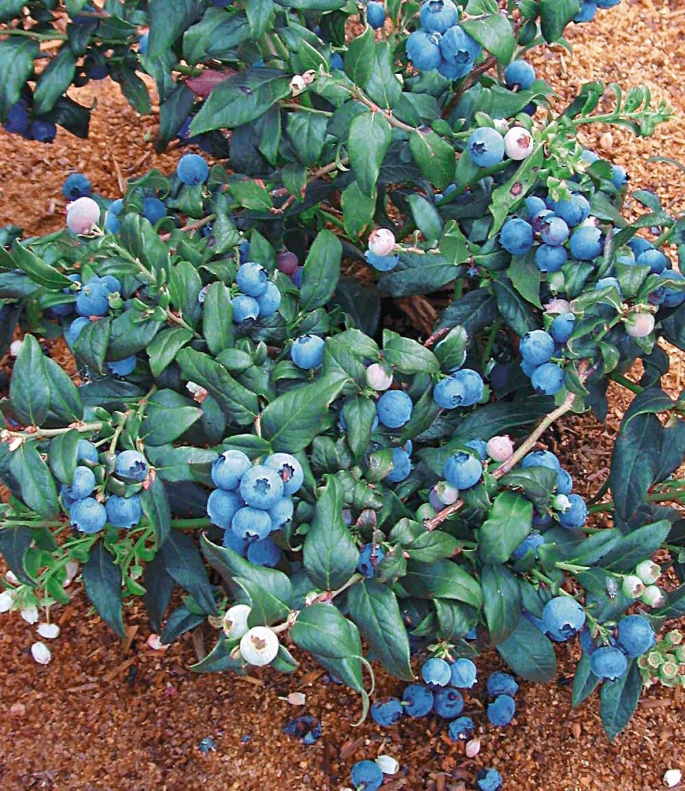 BALDUR Garten Obstpflanze Heidelbeer-Sortiment zum Vorteilspreis, 2 St., Trauben-heidelbeere,winterhart, mehrjährig – Bild 3 von 5